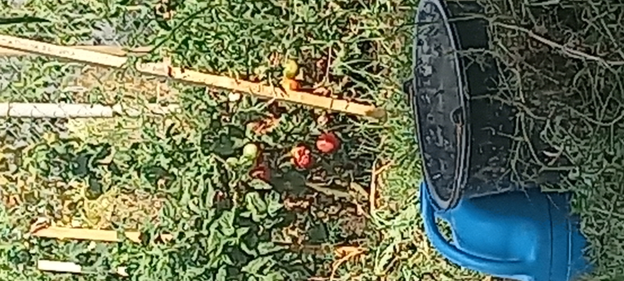 This is a close-up, slightly blurry, outdoor, ground-level shot of a garden in Dagestanskiye Ogni, Russia. In the foreground, a large, dark-colored tub or bucket is visible on the right, filled with grass or plant matter. To the left of the tub, a bright blue watering can is positioned, with its handle clearly visible. Behind these objects, a dense patch of green foliage, likely tomato plants, dominates the background. Several red tomatoes and some yellow or green unripe tomatoes are scattered amongst the leaves. Two vertical wooden stakes are partially visible, one to the left and another longer one to the right, possibly part of a garden support structure. A thin, light-colored pole or stake runs diagonally through the scene from the upper left to the lower right. The ground is covered with grass and dry leaves. The lighting suggests it is daytime. There are no people visible in the image.