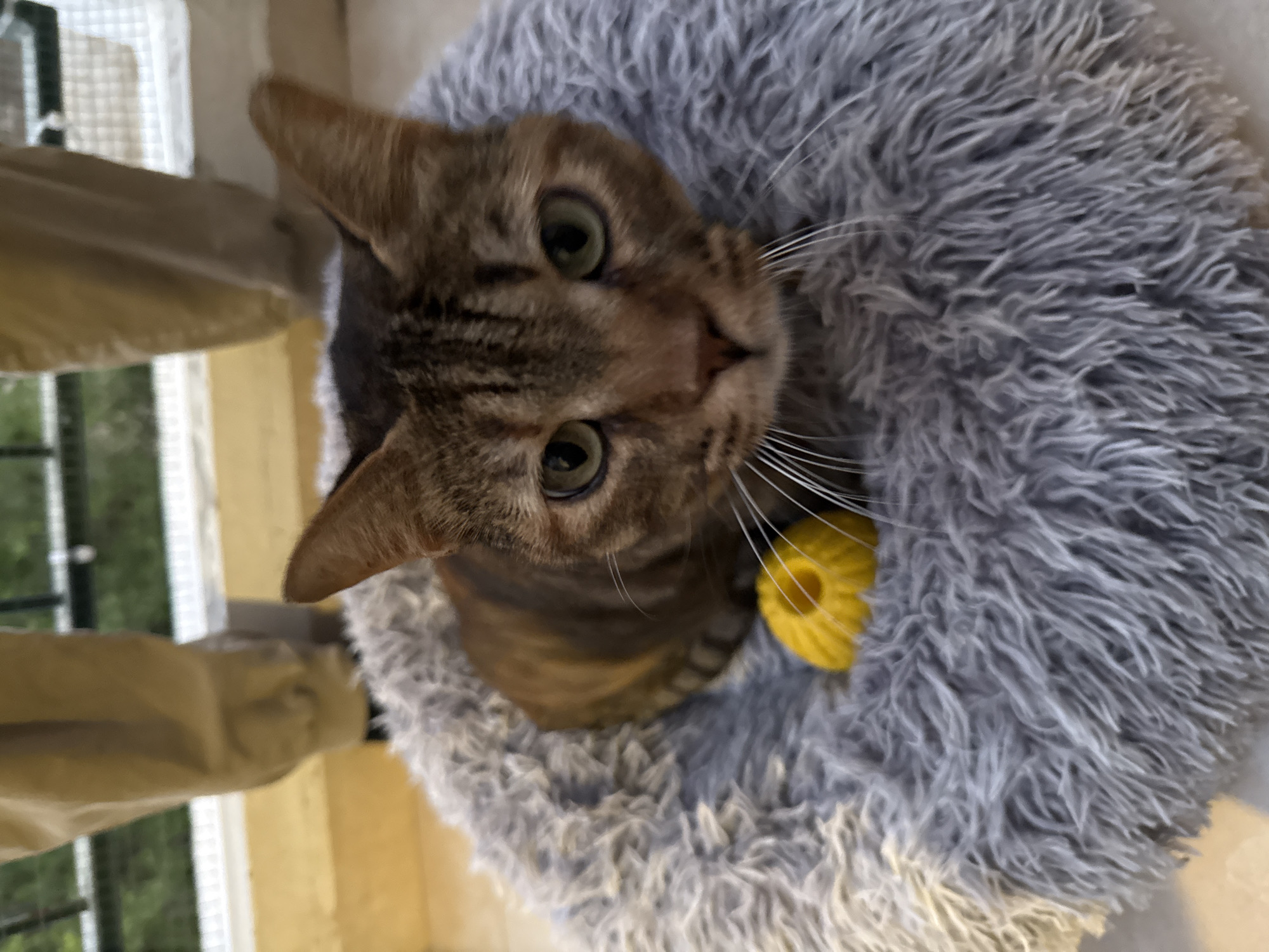 A cat is in a grey furry bed, looking up at the camera. A yellow cat toy is visible near the cat's face. The location is Modiin-Maccabim-Reut, Israel, as indicated by metadata. A window is partially visible in the background.