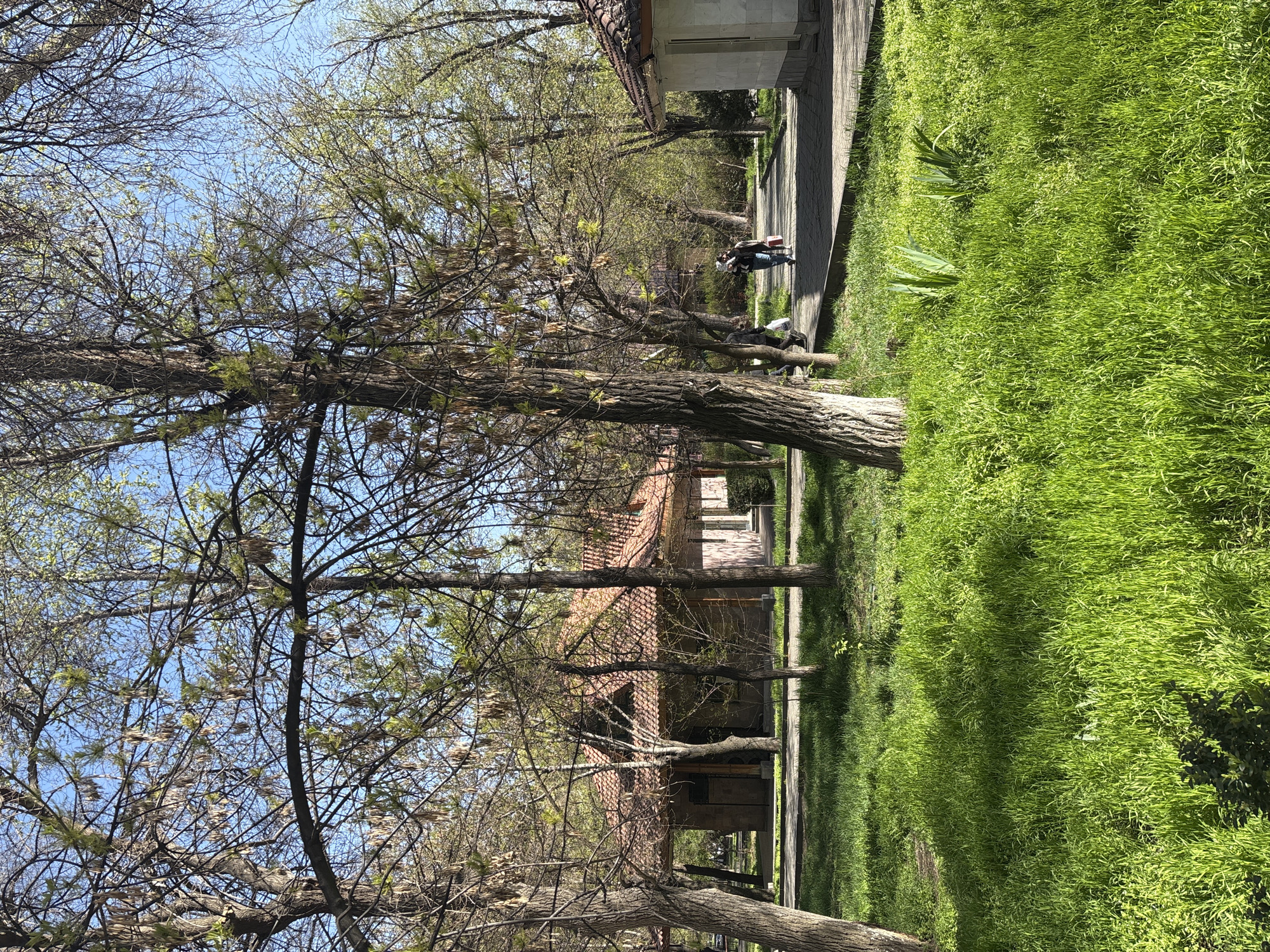 The image captures an outdoor scene in Yerevan, Armenia, with trees, grass, and buildings. A person can be seen walking in the background on a paved area. The foreground features trees with bare branches reaching towards a blue sky. A building with a red tile roof is visible behind the trees. Lush green grass covers the ground to the right of the frame.
