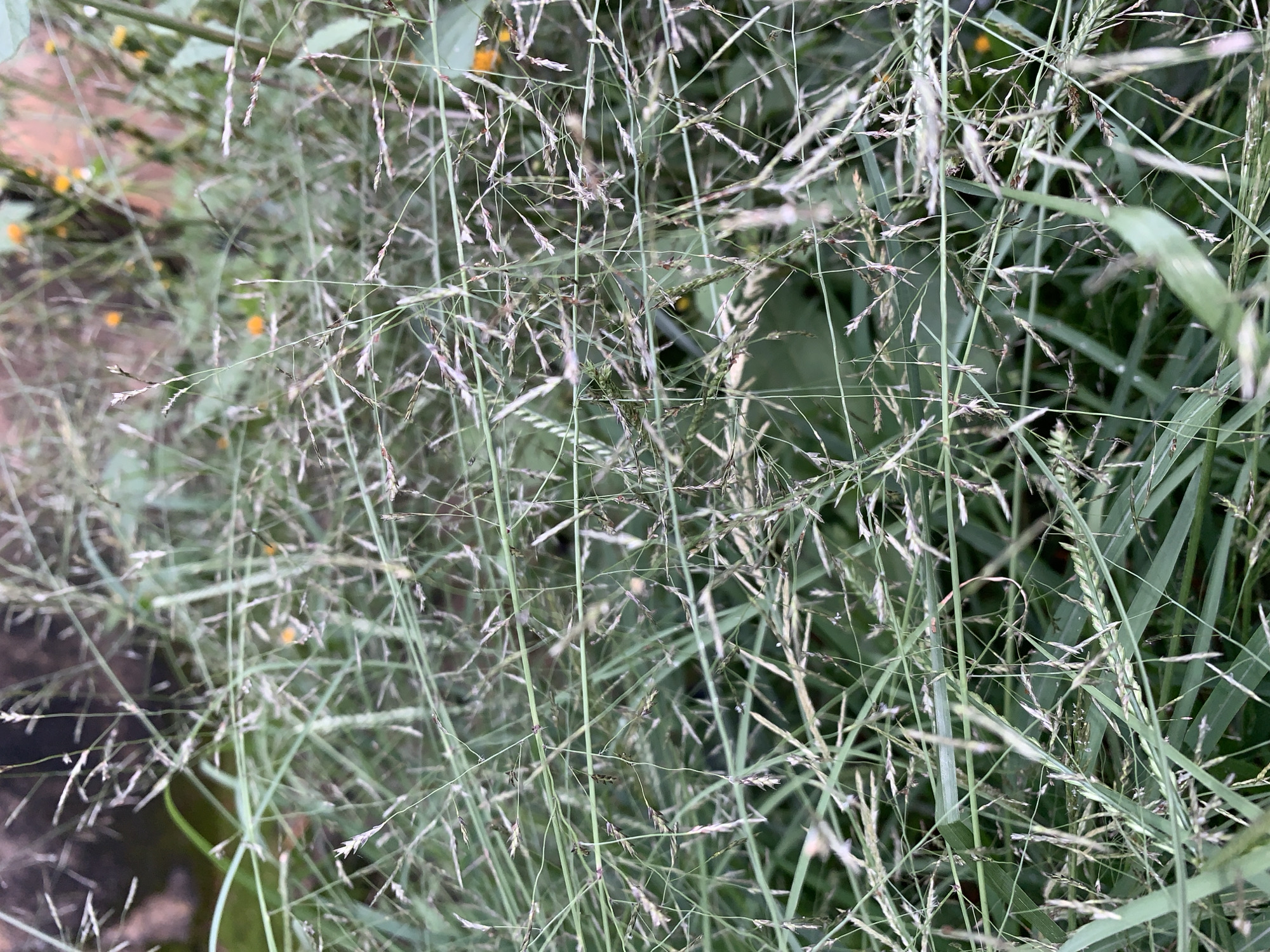The image shows a dense, green, and somewhat overgrown patch of tall grasses. The grasses have thin blades and delicate seed heads that appear to be in the process of drying or scattering. The seed heads are mostly a light tan or off-white color, with some having a reddish-brown tint. The overall impression is one of a natural, untamed grassy area. The background is blurred and appears to contain hints of darker foliage and possibly some small yellow flowers, suggesting an outdoor environment. There are no people, animals, or man-made structures clearly visible in the foreground. The lighting appears natural, with a slight softness that could indicate overcast conditions or shade. The image is a close-up, focused on the texture and detail of the grasses themselves, with a shallow depth of field that blurs the background significantly. The scene is consistent with an untended area of vegetation in a natural or semi-natural setting, possibly a field, meadow, or the edge of a wooded area.