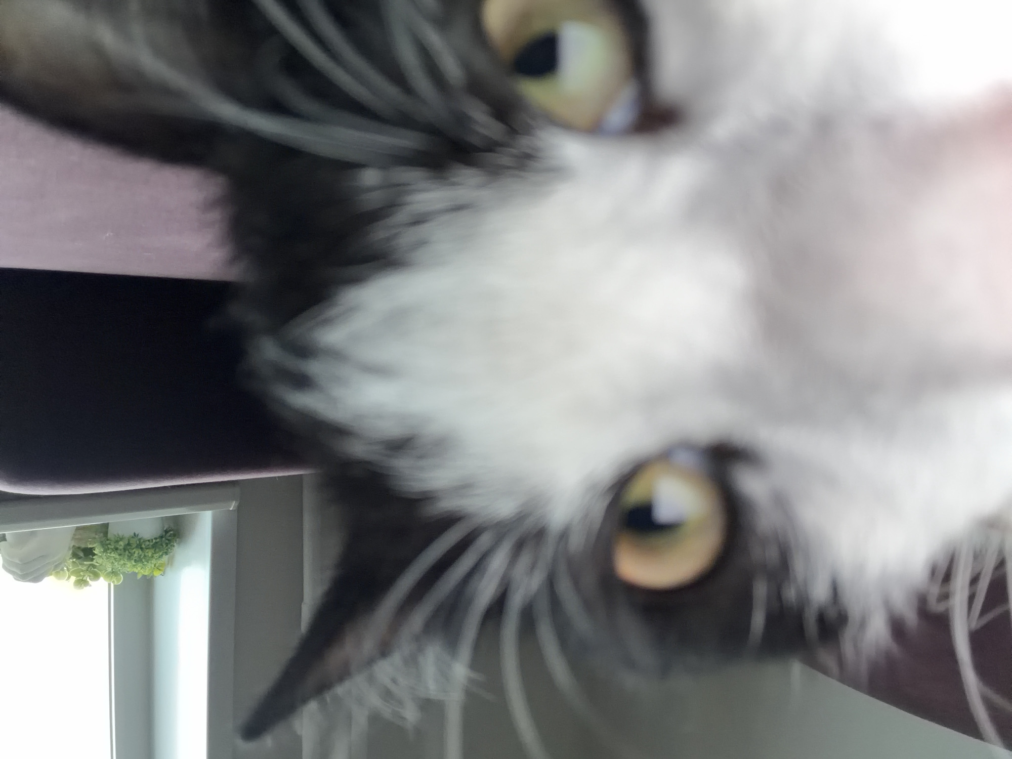 A close-up, slightly out-of-focus image depicts a black and white cat, its face occupying most of the frame. The cat's eyes, which are yellowish-green, are prominently visible. A window with a white frame and a small potted plant on the windowsill is visible in the background. The image is oriented at an angle, with the cat's head appearing tilted. The image does not show any elements suggesting the location is in Chaikovsky, Russia.