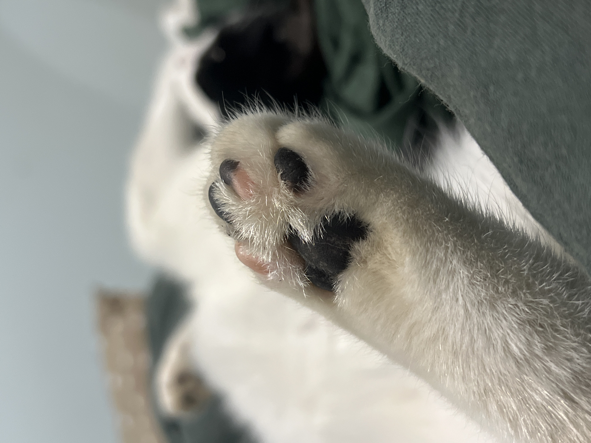 In a close-up, eye-level shot, a white cat's paw rests on a dark green fabric surface. The paw, which is mostly white with black paw pads, is angled towards the camera. The cat's body is out of focus in the background, with a black and white head partially visible. The environment appears to be indoors, possibly a home. No location in Smolenskaya, Russia, is specified or discernible.