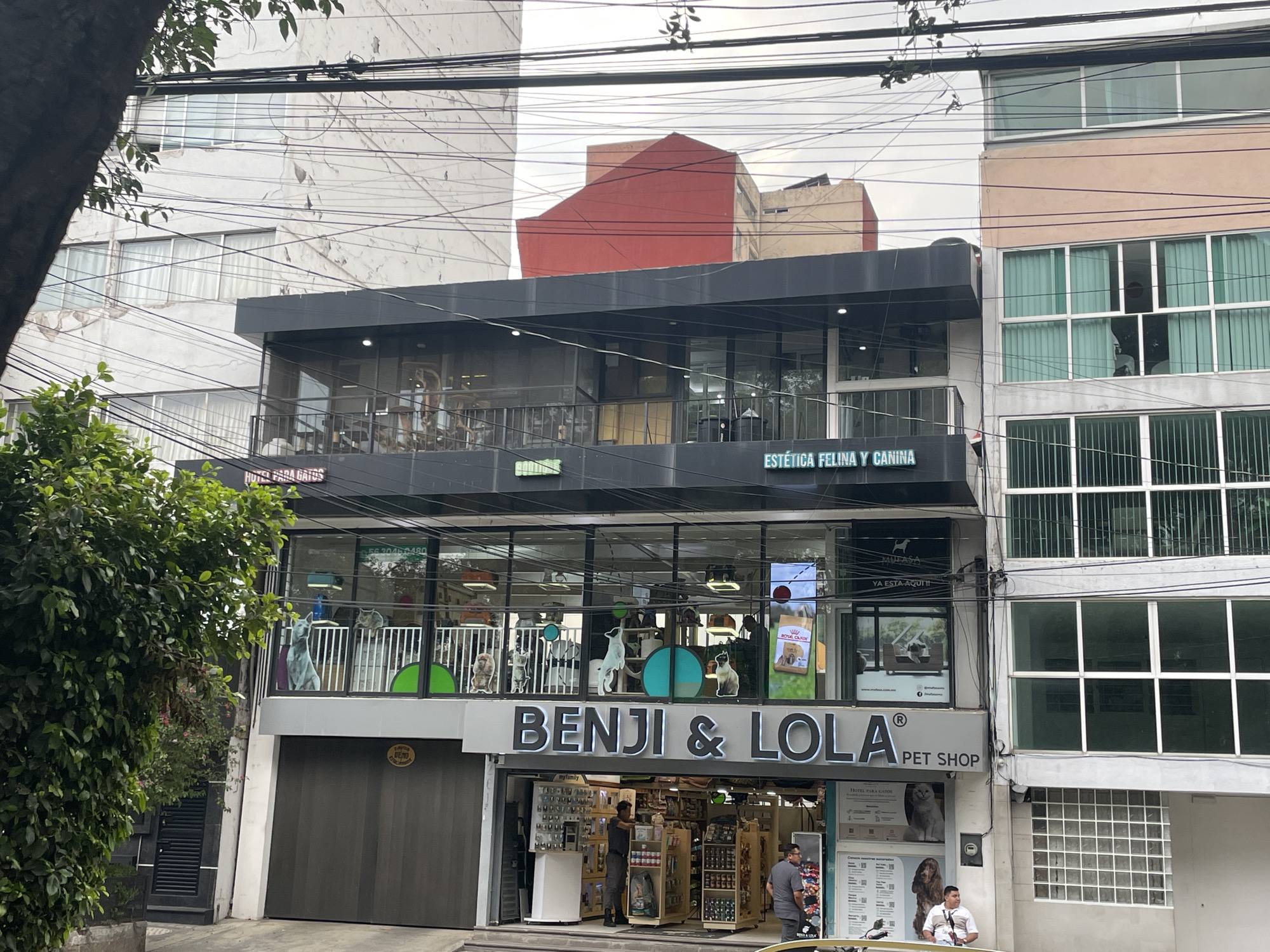 The image shows the exterior of a pet shop named "Benji & Lola" located in Mexico City, Mexico. It's a multi-level establishment with a ground-level retail area and a second floor featuring a pet grooming service labeled "Estética Felina y Canina" (Feline and Canine Aesthetics) and "Hotel Para Gatos".
The pet shop has a black awning, and large glass windows on the second floor provide views of the grooming area. The shop's sign is prominently displayed above the entrance.
Customers are present inside and near the entrance. The building is nestled between other buildings, with visible windows and architectural elements. Power lines are visible overhead. The overall scene suggests a busy commercial area.