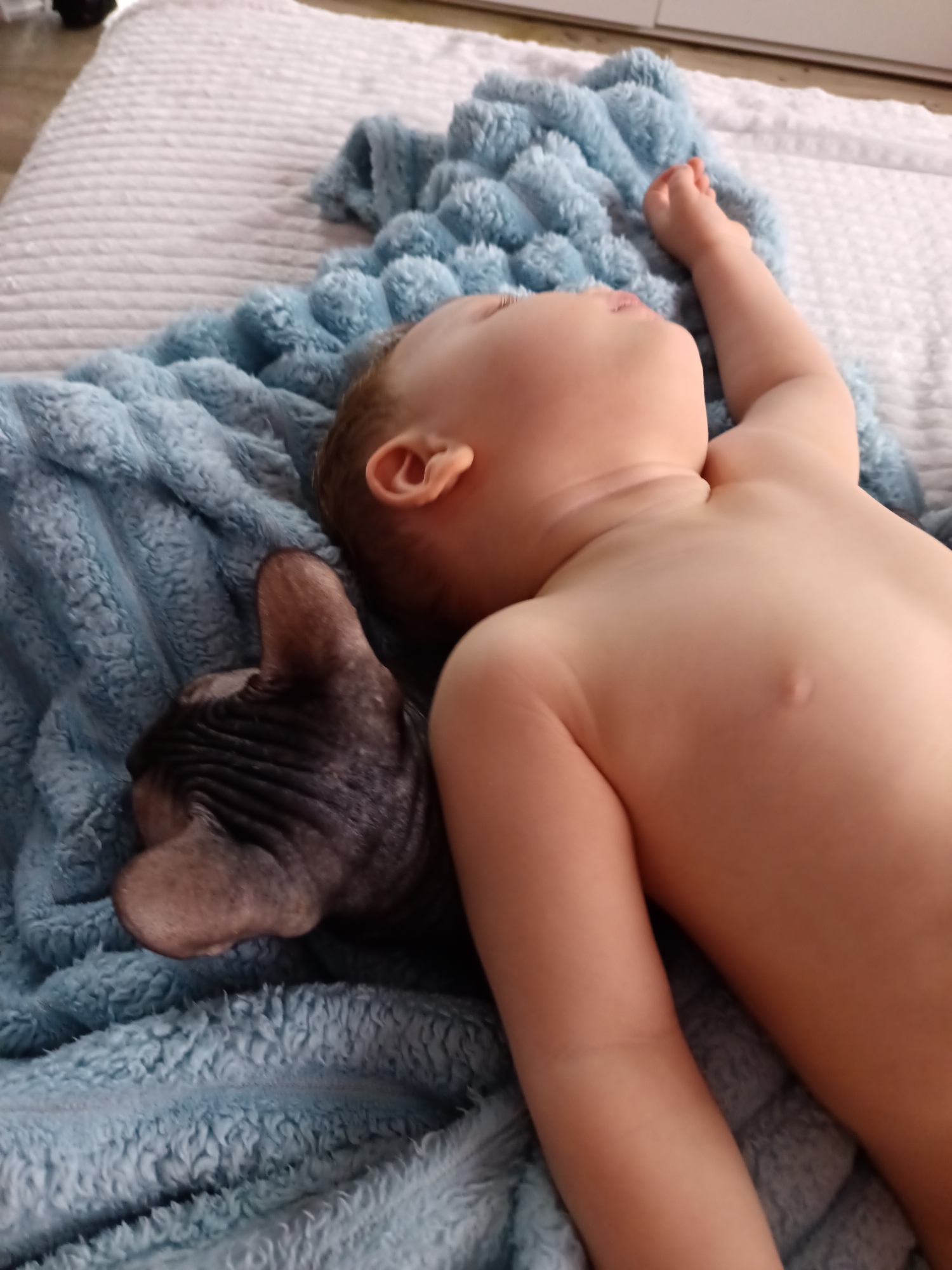 This close-up, high-angle shot captures a serene moment indoors in Osa, Russia, featuring a baby and a Sphynx cat resting together. The baby, likely a toddler, lies on its back, shirtless, with light brown hair visible on its head and fair skin. Its right arm is extended upwards and bent at the elbow. Beside the baby's head, a dark gray or black Sphynx cat is nestled, showing its characteristic hairless, wrinkled skin and prominent ears.
Both subjects appear to be sleeping or deeply relaxed on a plush blue blanket with a soft, textured surface, which covers a white, ridged bedspread or sheet beneath. The blanket creates a comforting environment for the resting companions. The overall atmosphere of the image is one of peacefulness and calm, highlighting the quiet companionship between the child and the pet. No text is visible in the frame.