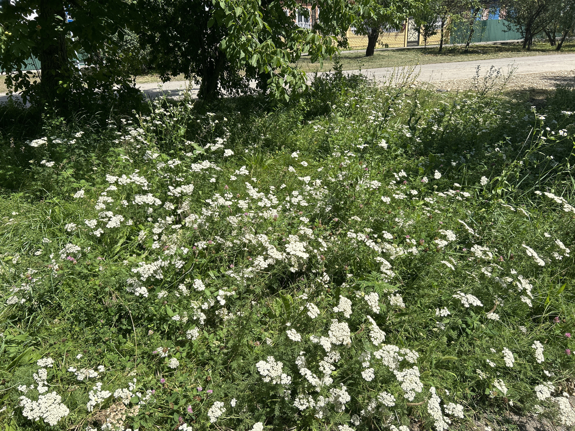 This media file depicts a sun-drenched natural scene in Dondukovskaya, Russia. The foreground is dominated by a dense patch of greenery, featuring numerous small white flowers, likely yarrow or a similar wildflower, interspersed with various grasses and clover. The foliage is lush and vibrant, indicating a warm, likely summer day. A few subtle hints of pinkish-purple flowers are also visible, adding a touch of color variation to the predominantly white and green palette.
Behind the wildflowers, the scene transitions to a more manicured area. Two trees with dark bark and full, leafy canopies cast shadows over the dense undergrowth. Beyond the trees, a paved road or pathway is visible, suggesting a roadside or park-like setting. Further in the background, houses with yellow and green facades, along with a green fence, provide context of a rural or suburban environment. The sunlight filtering through the leaves and illuminating the flowers suggests it is daytime, likely late morning or early afternoon, with clear, sunny weather. No people or animals are visible in the frame, and the overall mood is tranquil and serene, highlighting the natural beauty of the location. There is no visible text in the image.