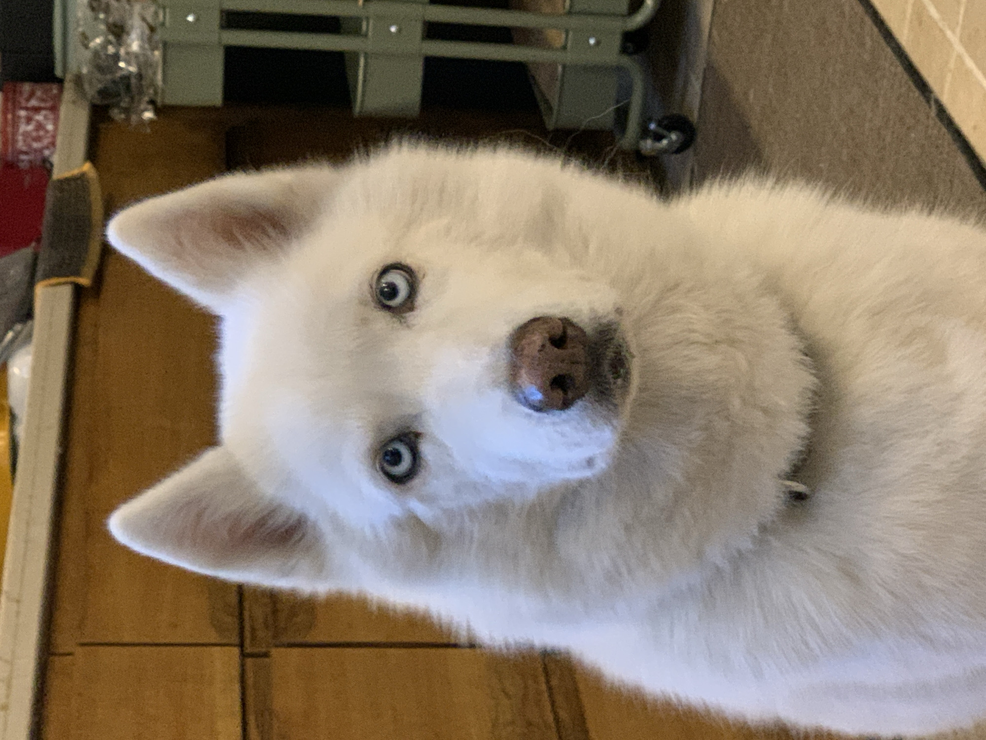 A white dog with blue eyes is looking at the camera. The dog is indoors. The background shows wooden furniture and metal objects. The image location is not discernible from the information provided.