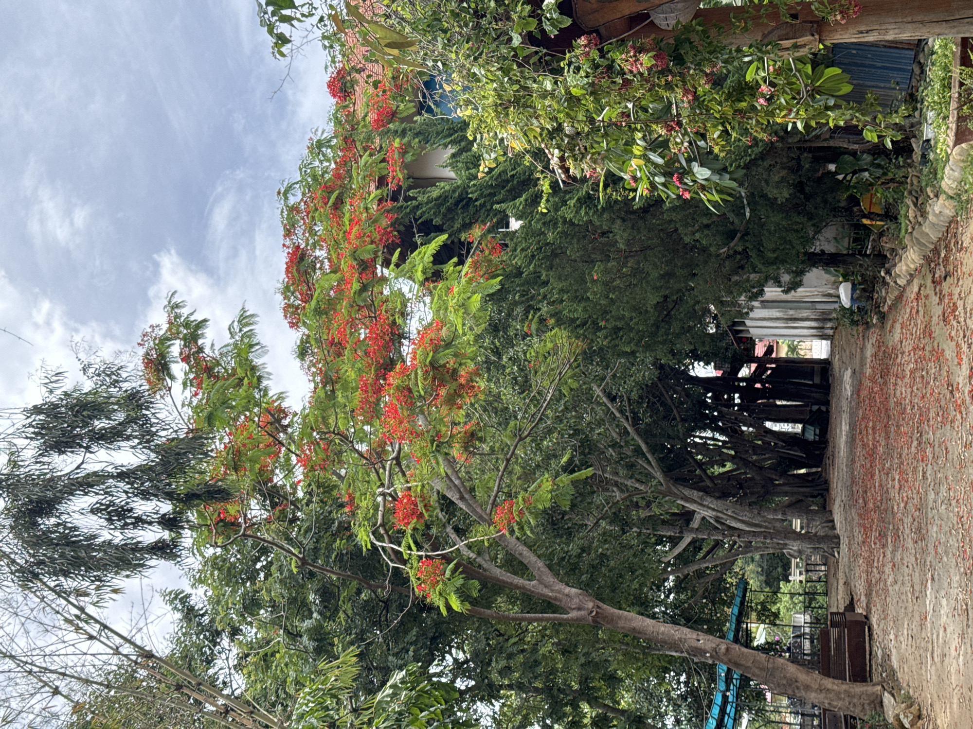 The image captures a scene in Phú Thạnh, Vietnam. The location appears to be a pathway or alleyway lined with trees and vegetation. The trees, some of which are adorned with red flowers, create a canopy overhead. The ground is partially covered with fallen red petals, suggesting the trees are in bloom. In the background, a building or structure is visible through the trees, indicating the presence of human activity. The sky is overcast with clouds.