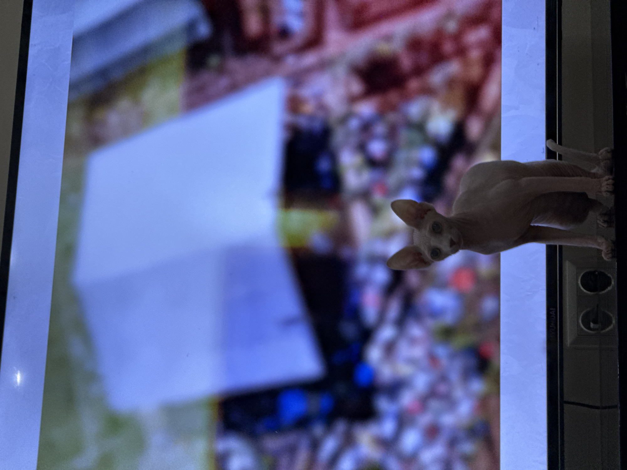 The image depicts a television screen showing a blurred image with a white, hairless cat (likely a Sphynx) perched on the right side of the television frame. The background image on the screen is indistinct but appears to feature a white object and other blurred colors, possibly an indoor setting. The television is black, with the brand name partially visible ("YUNDAI"). There is no clear indication of Yerevan, Armenia in the image.