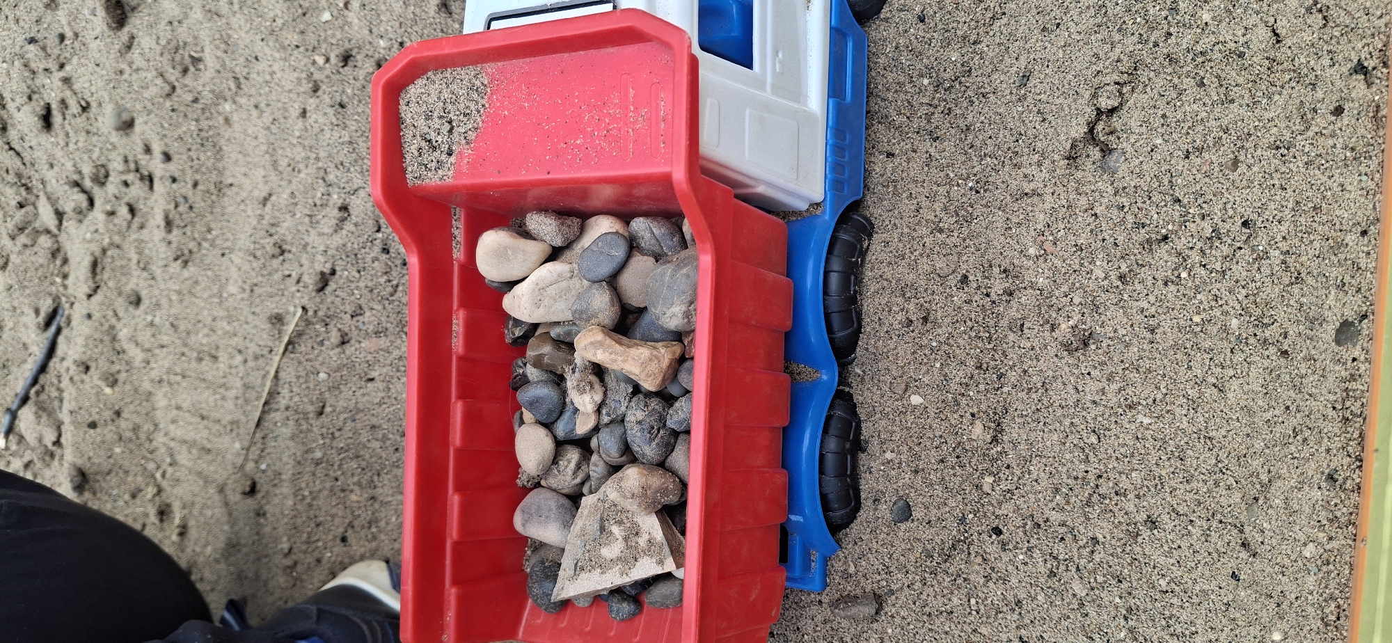In a close-up overhead shot, a red plastic toy dump truck is filled with rocks and sand. The truck has a blue body and white cab, with black wheels. The dump bed is a vibrant red, holding a collection of smooth, grey and beige stones of varying sizes, along with a small amount of sand. The truck rests on a bed of coarse, tan sand, interspersed with smaller pebbles and some dark specks, suggesting an outdoor setting. A thin, dark stick or twig lies horizontally on the sand to the left of the truck. The bottom left of the frame shows the dark fabric of pants and the tip of a black and white sneaker, implying someone is nearby, observing or interacting with the toy. The lighting suggests it might be daytime, with the bright sun casting subtle shadows. The overall scene is casual and likely relates to children's play in a sandy area, such as a sandbox, playground, or beach. No visible text is present in the image.