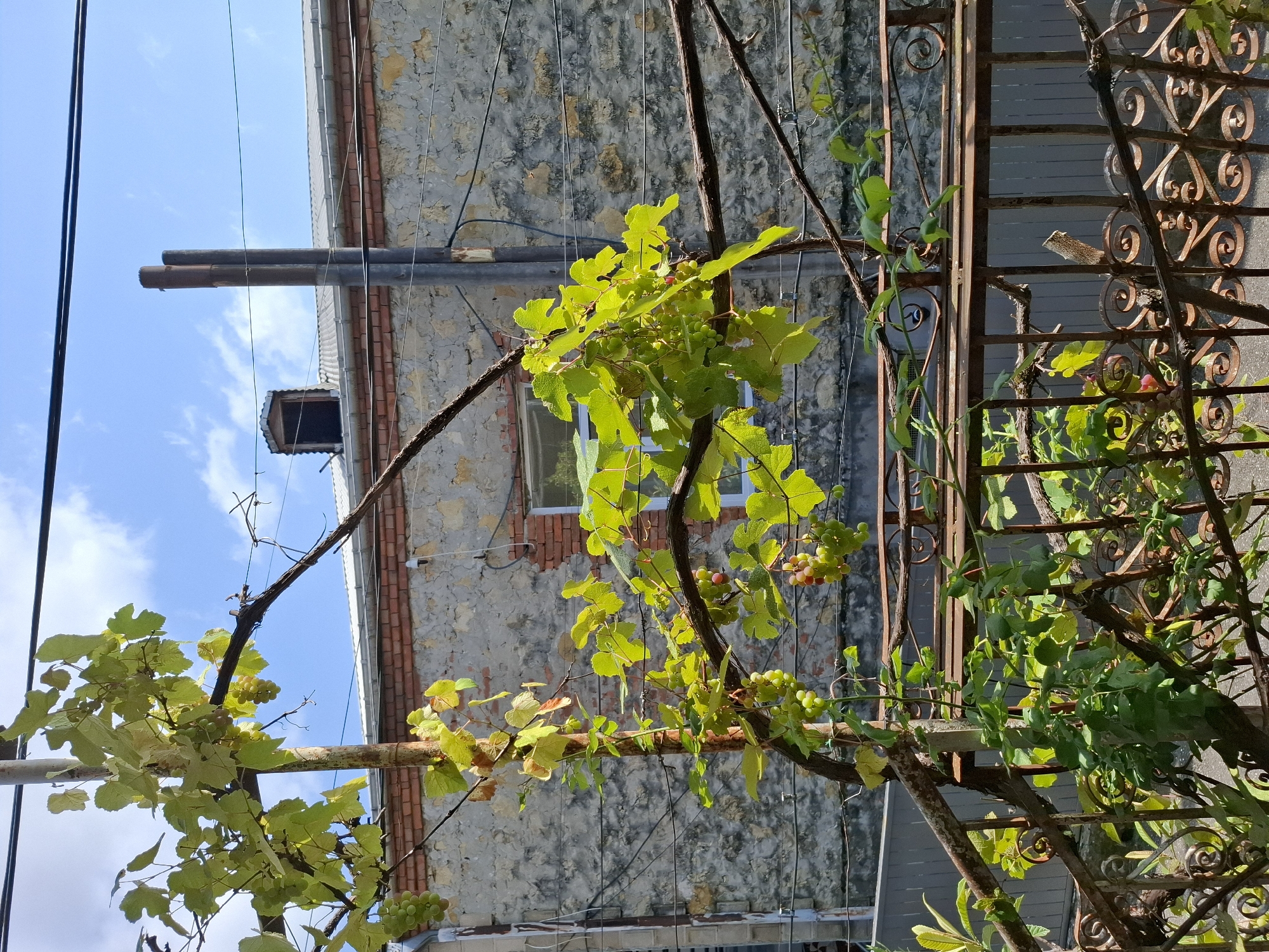 The image shows a close-up of a grapevine with bunches of green and pink grapes, growing on a rustic metal fence. In the background, a building with stone and brick walls is visible, featuring a metal roof and two industrial chimneys. The sky is blue with some scattered clouds. The scene is likely a backyard or garden in a residential area. The location is identified as Kutaisi, Georgia. There are no people visible in the image.