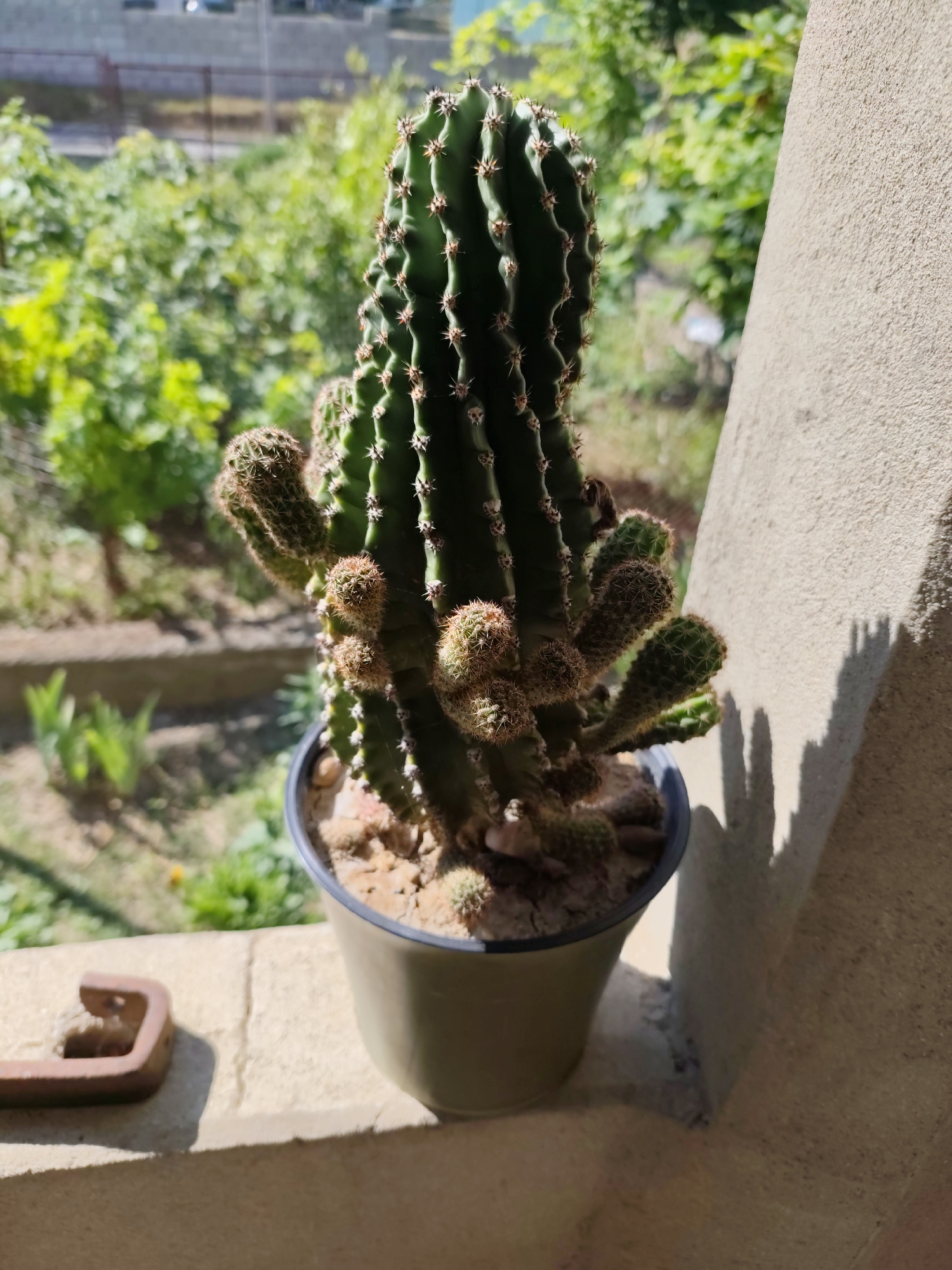 A tall, green, columnar cactus with multiple smaller cactus pups is potted in a light green plastic pot. The pot sits on a ledge or windowsill, with a textured concrete wall on the right side of the frame casting a shadow. In the background, out of focus, is lush green foliage and a distant building. The scene appears to be outdoors on a sunny day, likely in Florești, Moldova, given the context.