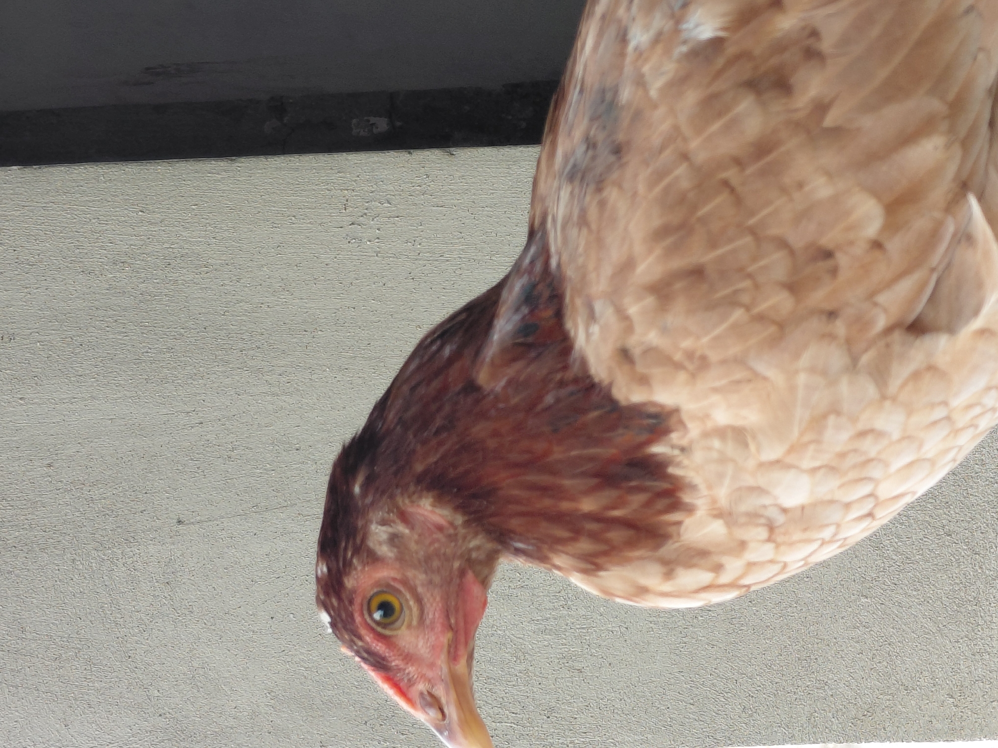 The image presents a close-up, slightly angled view of a chicken looking downwards. The chicken's head and neck are covered in rich reddish-brown feathers, which transition to lighter tan and beige feathers across its body, showing a distinct scaly pattern. Its left eye, prominent in the foreground, is yellow with a dark pupil, indicating focus on something below the frame. The chicken's beak is a light yellowish-pink hue, pointed downwards.
The background consists of a light gray, textured surface, likely a wall or ground made of concrete or stucco. A dark gray to black horizontal band runs along the top of the frame, possibly indicating a structural element, shadow, or the top edge of a surface. The lighting suggests it is daytime.
The activity depicted is the chicken's intense downward gaze, possibly indicating it is foraging, pecking, or observing something on the surface below. There are no other subjects like people or additional objects visible. No text is present in the image. The scene is located in Santa Ana, Venezuela.