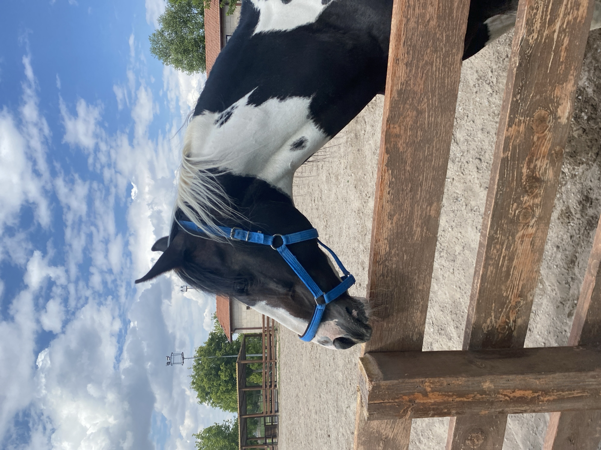 In Kocasinan, Turkey, a piebald horse with a blue halter is leaning over a weathered wooden fence in an outdoor arena. The horse's head and upper neck are visible, with its muzzle touching the top plank of the fence. The arena sand is visible behind the horse. In the background, a stable or building with a red tile roof and a covered shelter with wooden posts and a roof are present. Trees and a utility pole with lights are also in the background. The sky is blue with scattered white clouds.