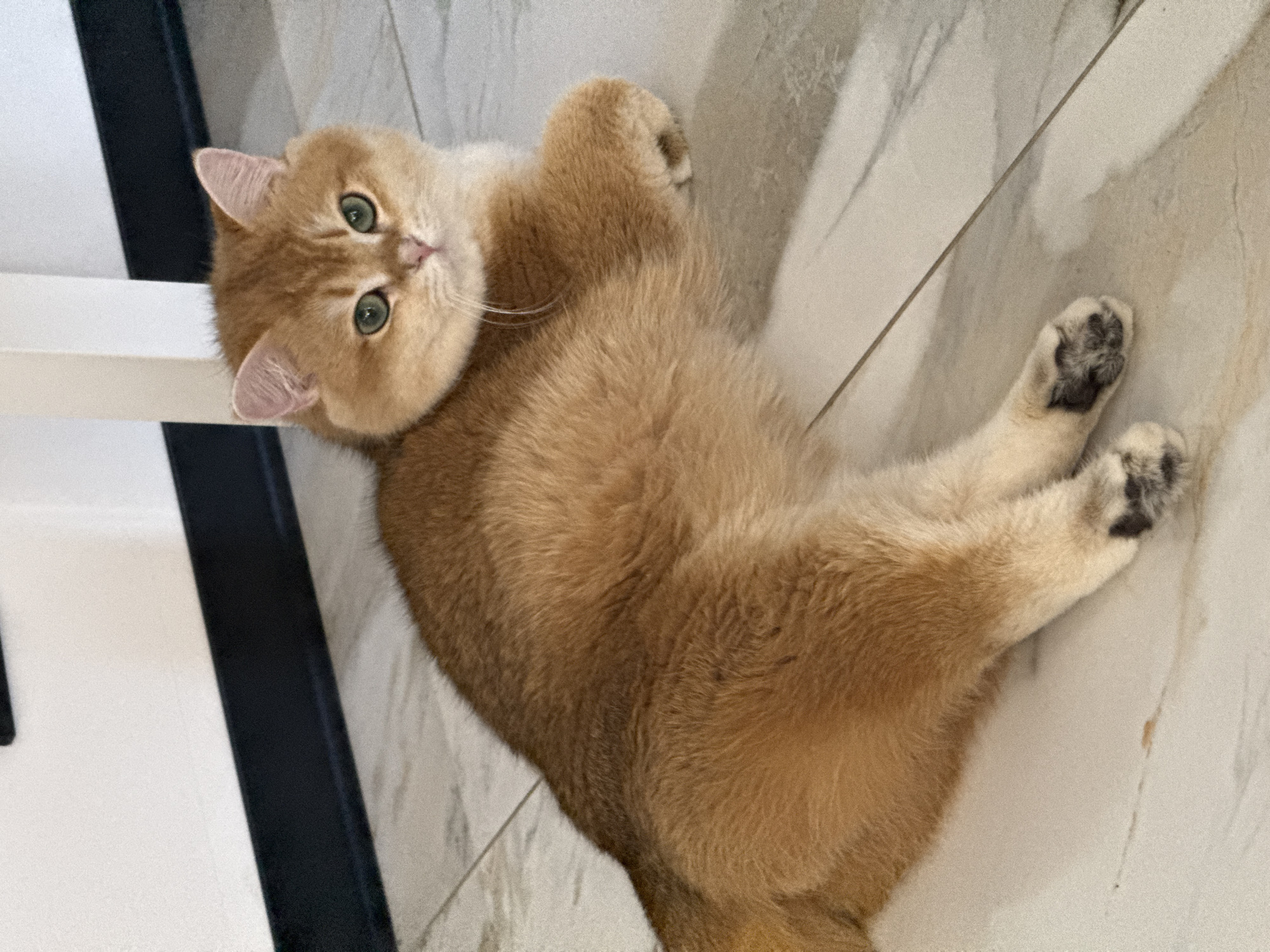 A medium shot captures a golden-furred cat lying on its back on a light-colored tiled floor. The cat has green eyes and pink ears, and its head is tilted towards the camera. The cat's paws have black pads. In the background, a white and black object is visible. The location is not specified in the image.