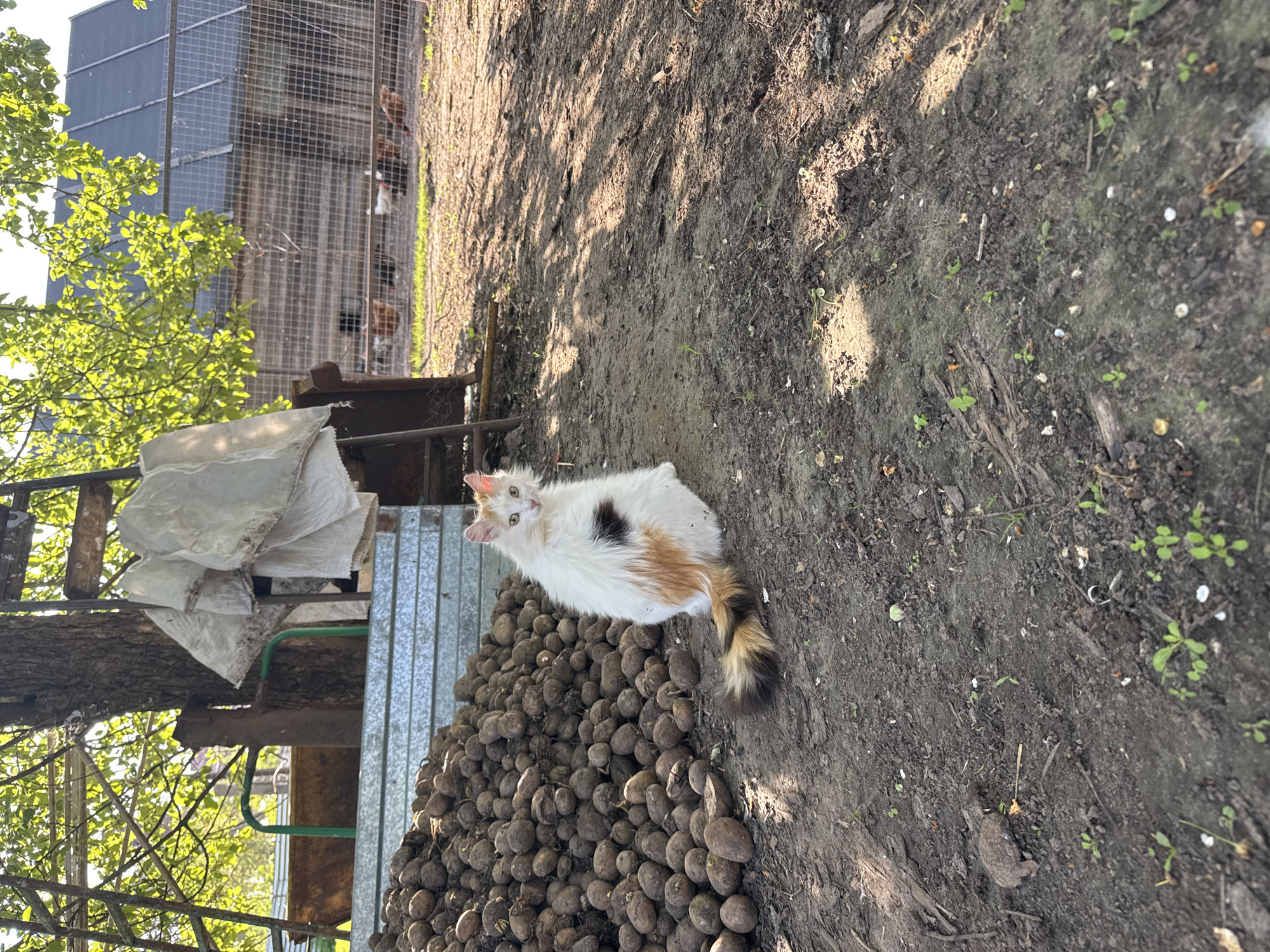 A long-haired calico cat sits atop a large pile of walnuts in a yard in Razdolye, Russia. The ground is dirt. A chicken coop is partially visible in the background. There is a structure made from tree branches and metal sheeting next to the walnuts.