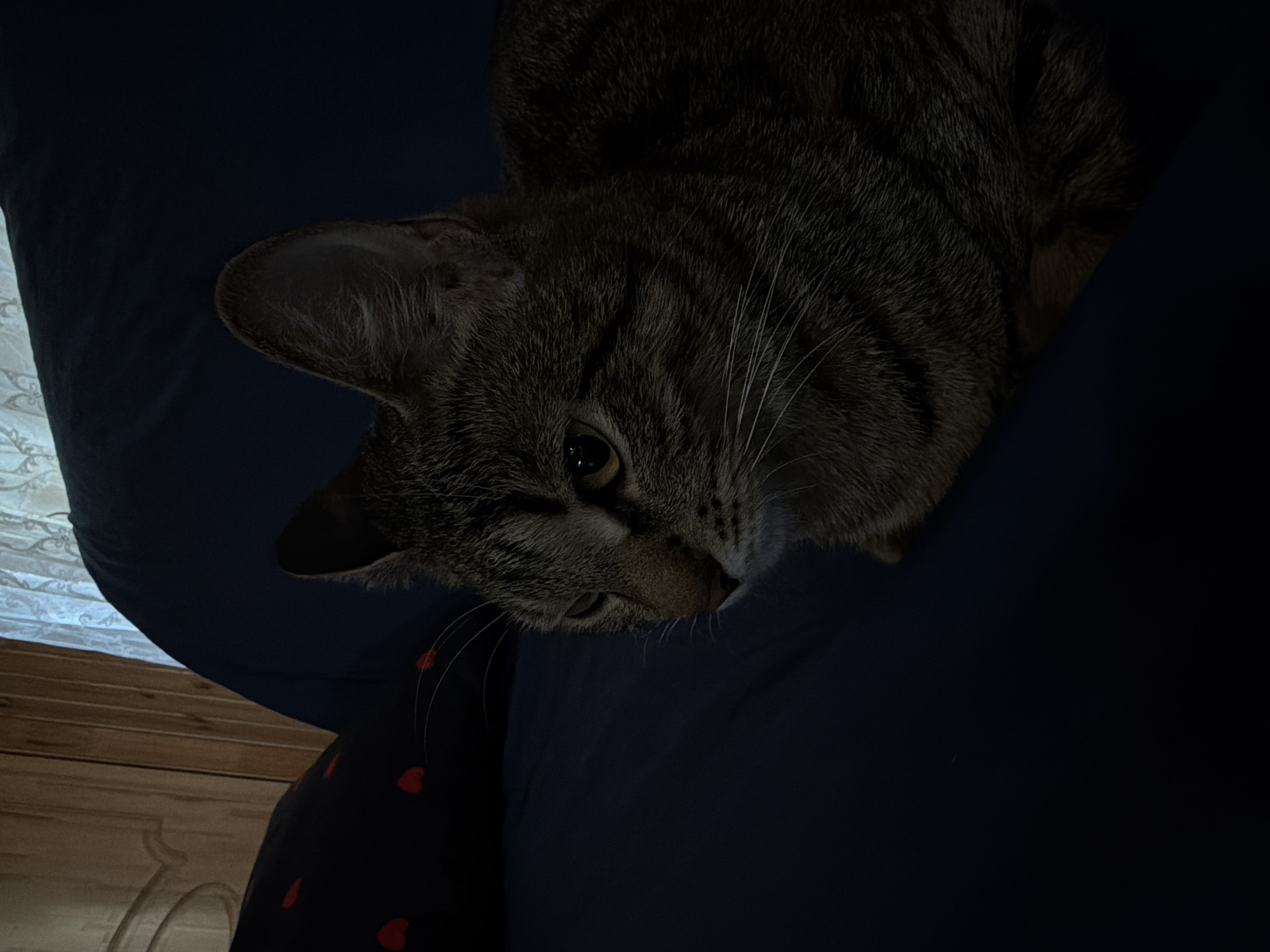 A tabby cat with gray and brown stripes and yellow eyes is lying on a dark blue surface. The cat is facing left and looking down. Part of its face, ear, and shoulder are visible. To the left of the cat, there is a dark pillow with red hearts. The background is blurry and shows vertical wooden planks and a curtain. There is no indication of the city of Grishenki, Russia in the image.