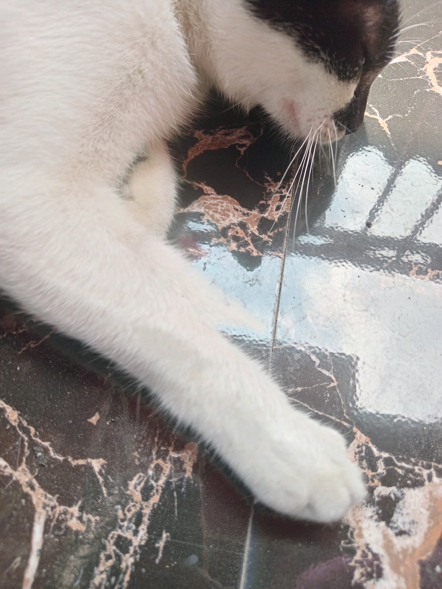 A black and white cat is lying on a marble floor. The cat is mostly white with black markings on its head. Its front paw is extended. The marble floor has a dark base with light brown and white veining. The scene appears to be indoors, possibly in a residential area in Claket, Indonesia, given the lighting and floor texture. There is a faint reflection of what might be a window on the floor.
