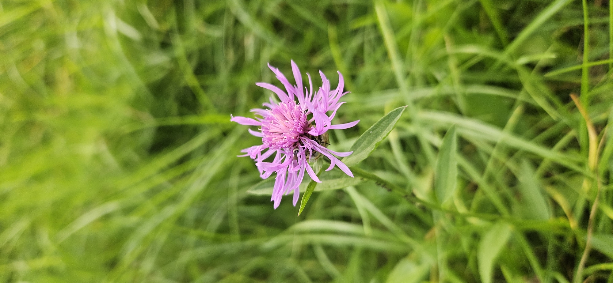 A close-up, vertically oriented shot captures a single, vibrant purple thistle flower in the foreground, set against a softly blurred backdrop of lush green grass. The thistle's delicate petals radiate outwards, with a more densely packed, pinkish center. The image is a shallow depth of field, drawing the viewer's eye directly to the intricate details of the flower. The surrounding grass, rendered in various shades of green, creates a natural and serene environment. The photo provides no information about a specific location in Vitsebsk, Belarus, nor does it depict any people, actions, or interactions.