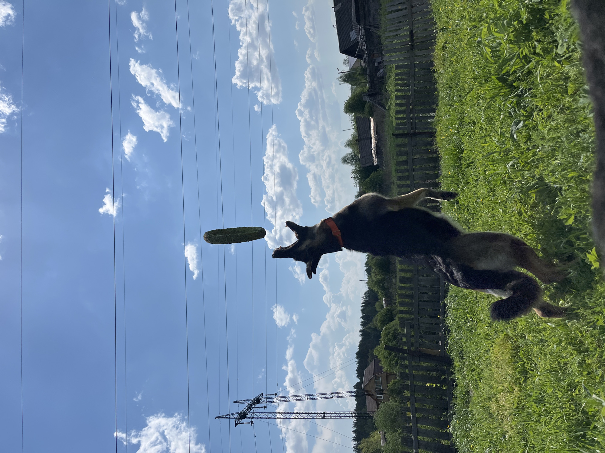 A medium shot depicts a German Shepherd mid-air, leaping toward a green, circular object (possibly a toy) against a backdrop of blue sky and scattered clouds. The dog wears an orange collar. Power lines and a transmission tower are visible in the background. A wooden fence and greenery suggest a rural setting. Based on the image features, the location could be the outskirts of Nizhny Tagil, Russia, where such landscapes are common.