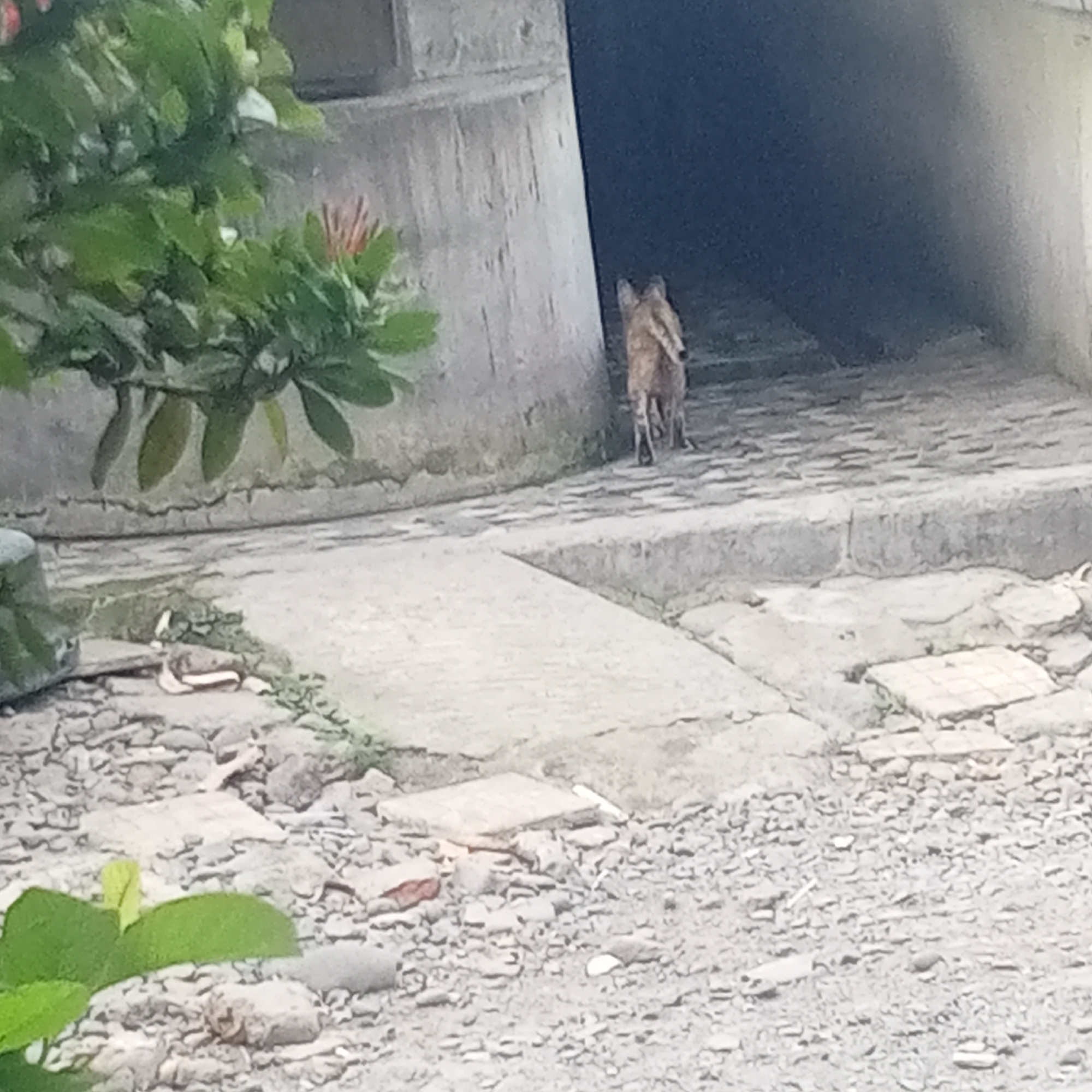 In Suboh, Indonesia, an animal with tan fur, resembling a fox or wild dog, is walking away from the camera. The animal is positioned in the center of the frame, facing towards a dark opening or tunnel. The environment appears to be an urban or semi-urban setting, with concrete structures and a cobblestone-like path visible. Green foliage is present in the foreground on the left side of the image. The lighting suggests it may be daytime, but the dark opening indicates potential shadow or an enclosed space. The image quality is somewhat blurry, making precise identification of the animal and surroundings challenging.