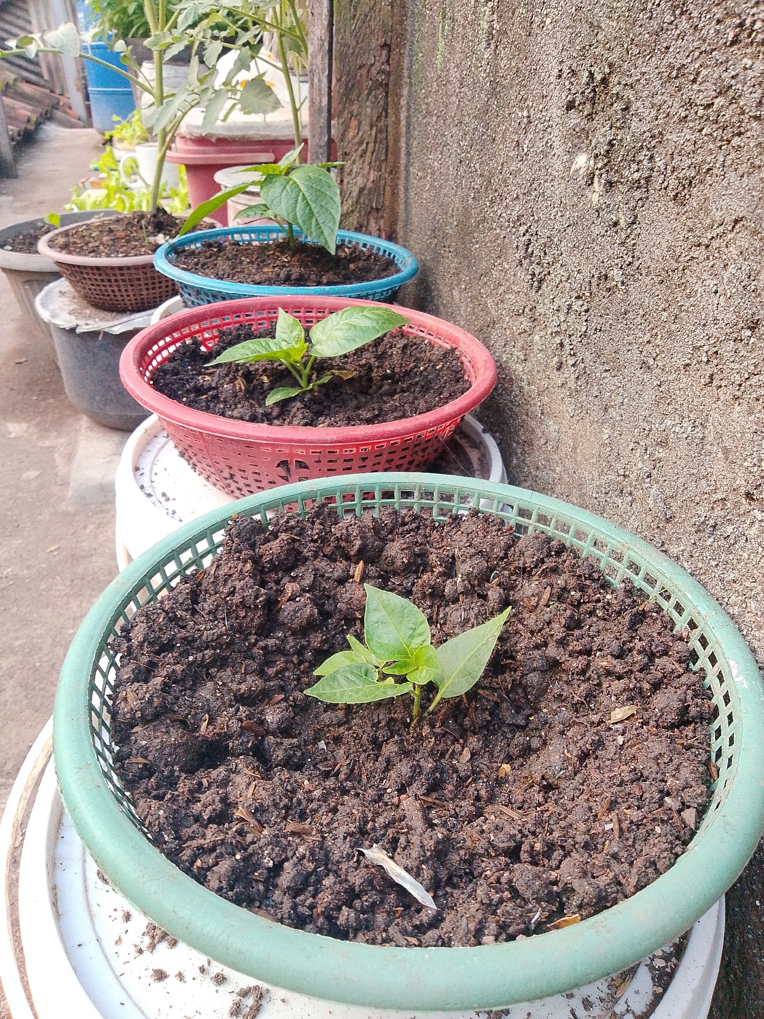 The image shows several small plants in plastic baskets filled with soil. The baskets are of different colors: green, red, and blue. The plants appear to be seedlings, with one or two small leaves each. The baskets are arranged in a row, with the green basket in the foreground. In the background, there is a concrete wall and some other plants. The scene is likely outdoors, possibly in a yard or garden. The location is identified as Bandar Lampung, Indonesia.