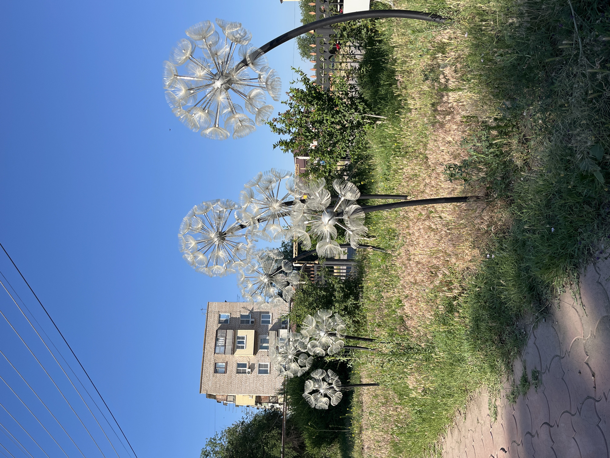 The image depicts a street scene in Krasnyye Barrikady, Russia, on a clear, sunny day. The foreground features a paved walkway with a decorative pattern of interlocking tiles. Adjacent to the walkway is a grassy area interspersed with dry, light-brown grasses and some green weeds. Dominating the scene are several large, artificial dandelion sculptures, made of metal frames and translucent, parachute-like structures that resemble dandelion seeds. These sculptures are of varying sizes and are positioned at different heights, with one particularly tall sculpture leaning to the right. Behind the sculptures, a dense green hedge runs horizontally across the midground, partially obscuring a black metal fence. Beyond the fence, a multi-story brick apartment building with balconies and numerous windows stands under a bright blue sky. Power lines are visible in the upper portion of the image, stretching across the sky. The environment appears to be an urban or suburban setting, with elements of both nature and man-made structures. There are no people visible in the image.