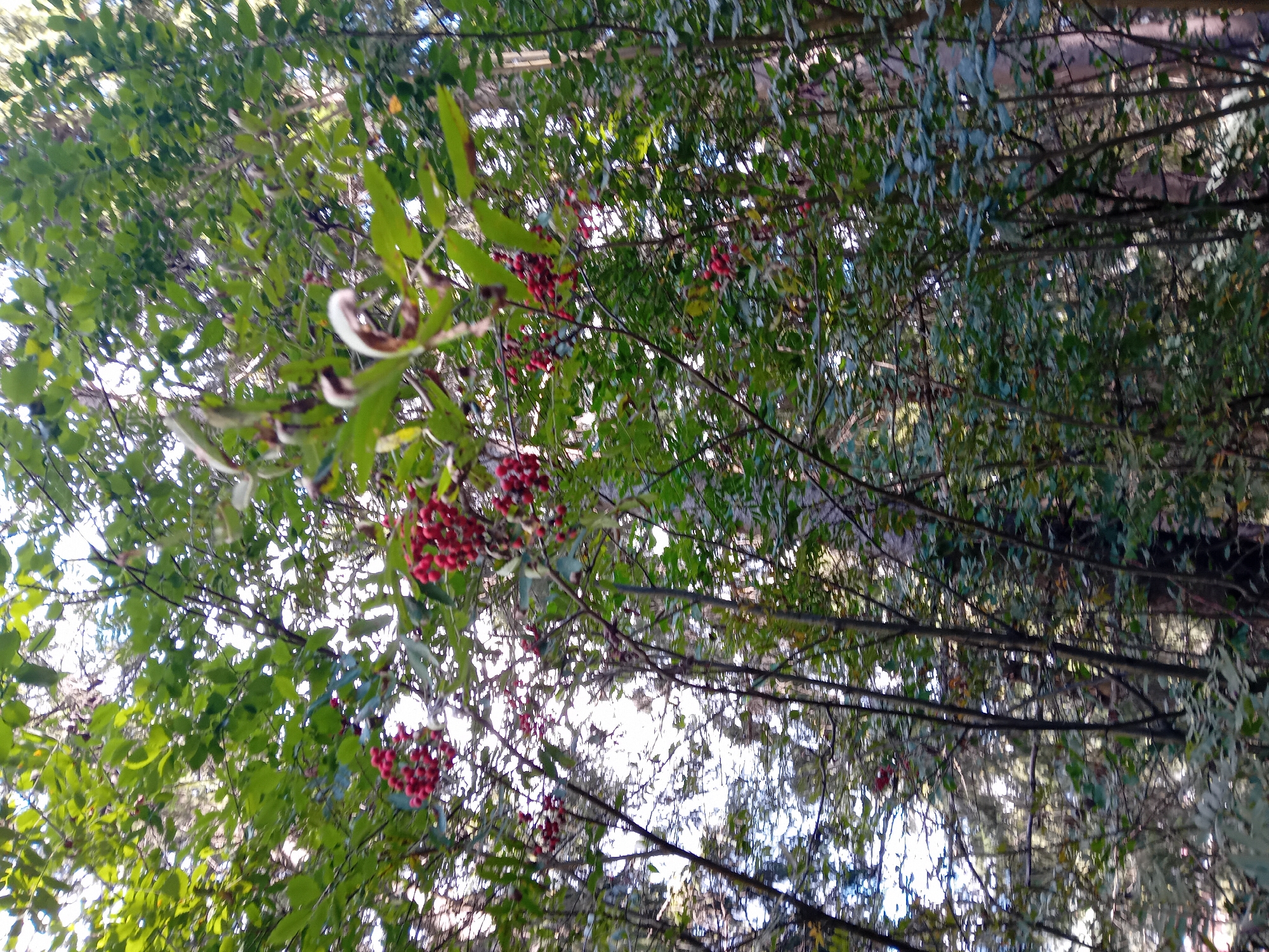 The image depicts a dense forest with a focus on the upper canopy, suggesting it was taken from a lower vantage point looking upwards. Sunlight filters through the leaves, creating a dappled effect. Prominently featured are clusters of small, bright red berries hanging from branches. These berries are distributed throughout the visible foliage. The trees appear to be a mix of deciduous and coniferous, with lush green leaves and darker, more slender branches. The overall impression is of a natural, untamed woodland environment. The scene is likely located within the natural surroundings of Zuberec, Slovakia, a region known for its mountainous terrain and extensive forests, such as the nearby Roháče area. There are no people or man-made structures visible in the image, reinforcing the sense of a natural setting.