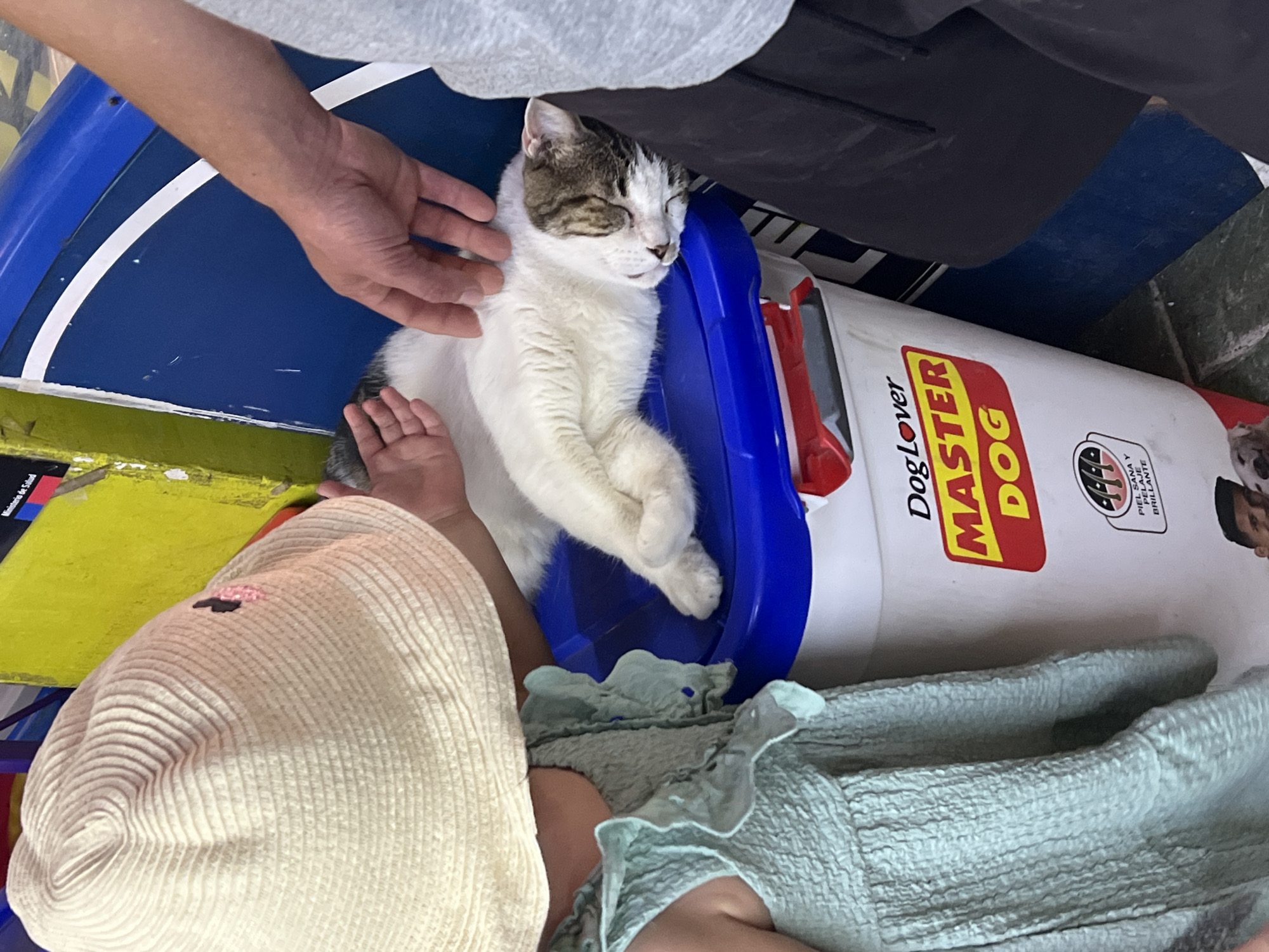 The scene is an overhead shot featuring a domestic cat asleep in a blue plastic container, seemingly an improvised bed, next to a large, white container labeled "Dog Lover MASTER DOG". A person's hand is gently stroking the cat, and another person, dressed in light green clothing and wearing a beige hat, is positioned nearby. The location, based on the "Ministerio de Salud" indicator is in Chile. Given that Dog Lover Master Dog is a brand sold in Arica, Chile, this is the probable location.