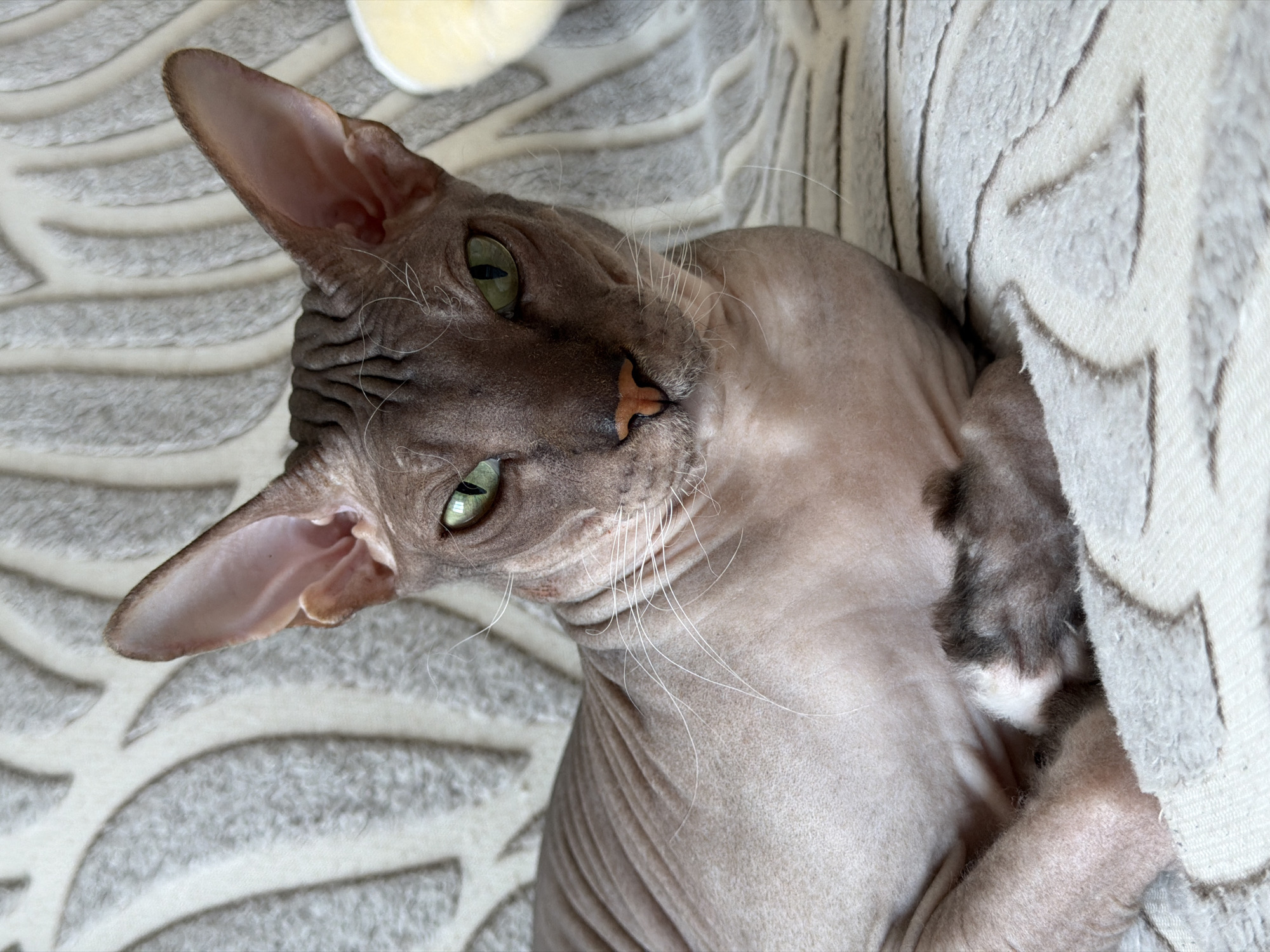 The image depicts a hairless Sphynx cat with green eyes resting on a textured, light-colored blanket. The cat is positioned in the foreground, with its head slightly turned towards the viewer. The blanket has a pattern of abstract, wavy shapes. There is a blurry object on the right side of the image, partially visible, which appears to be yellow. The scene is an indoor domestic setting. There is no visible indication of the cat's location within the city of Izhevsk, Russia.