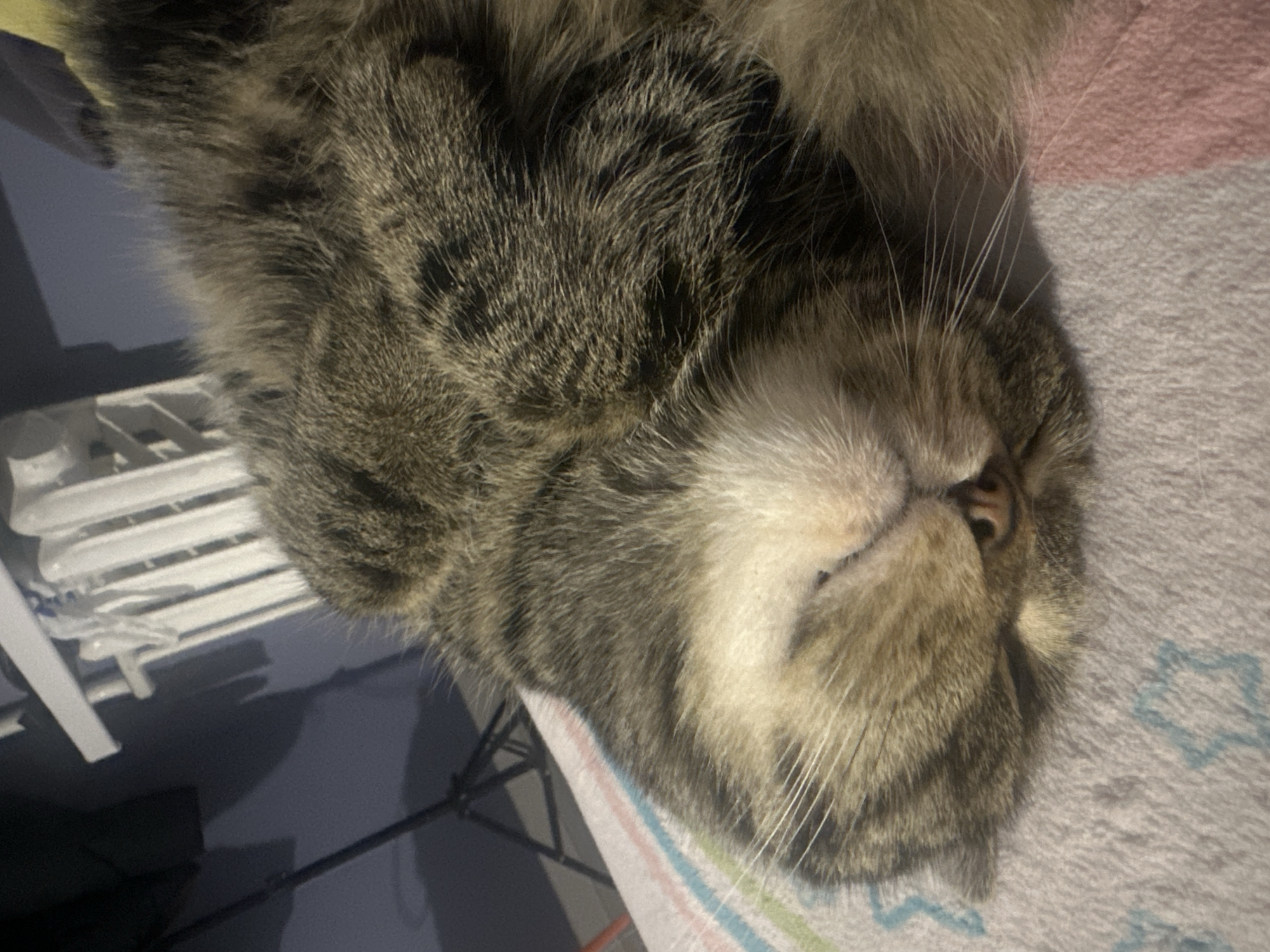 The image captures a close-up, horizontal view of a domestic tabby cat resting, likely indoors. The cat's head and upper body dominate the frame, showing its distinctive brown, grey, and black striped fur. White fur is visible around its muzzle and chin, from which long white whiskers extend prominently. One of its eyes, a deep brown, is partially visible, and a small pink nose is centered on its face. The cat appears to be lying on its side or back, in a relaxed or sleeping state, with a peaceful expression.
It rests on a soft, light-colored blanket or towel, which features subtle patterns including light blue star-like shapes and faint horizontal stripes in shades of pink, grey, and light blue on the right side of the frame. The background, largely out of focus due to the close-up nature of the shot, reveals elements of an indoor setting. To the left, a blurry white structure with horizontal bars is visible, possibly part of a drying rack or shelving unit. Below this, a dark blue or grey surface, possibly a wall or piece of furniture, fills the lower left background. The lighting is soft and appears to be artificial, typical of an indoor environment. There is no visible text in the image. The scene conveys a sense of calm and comfort within a domestic space in Stavropol, Russia.