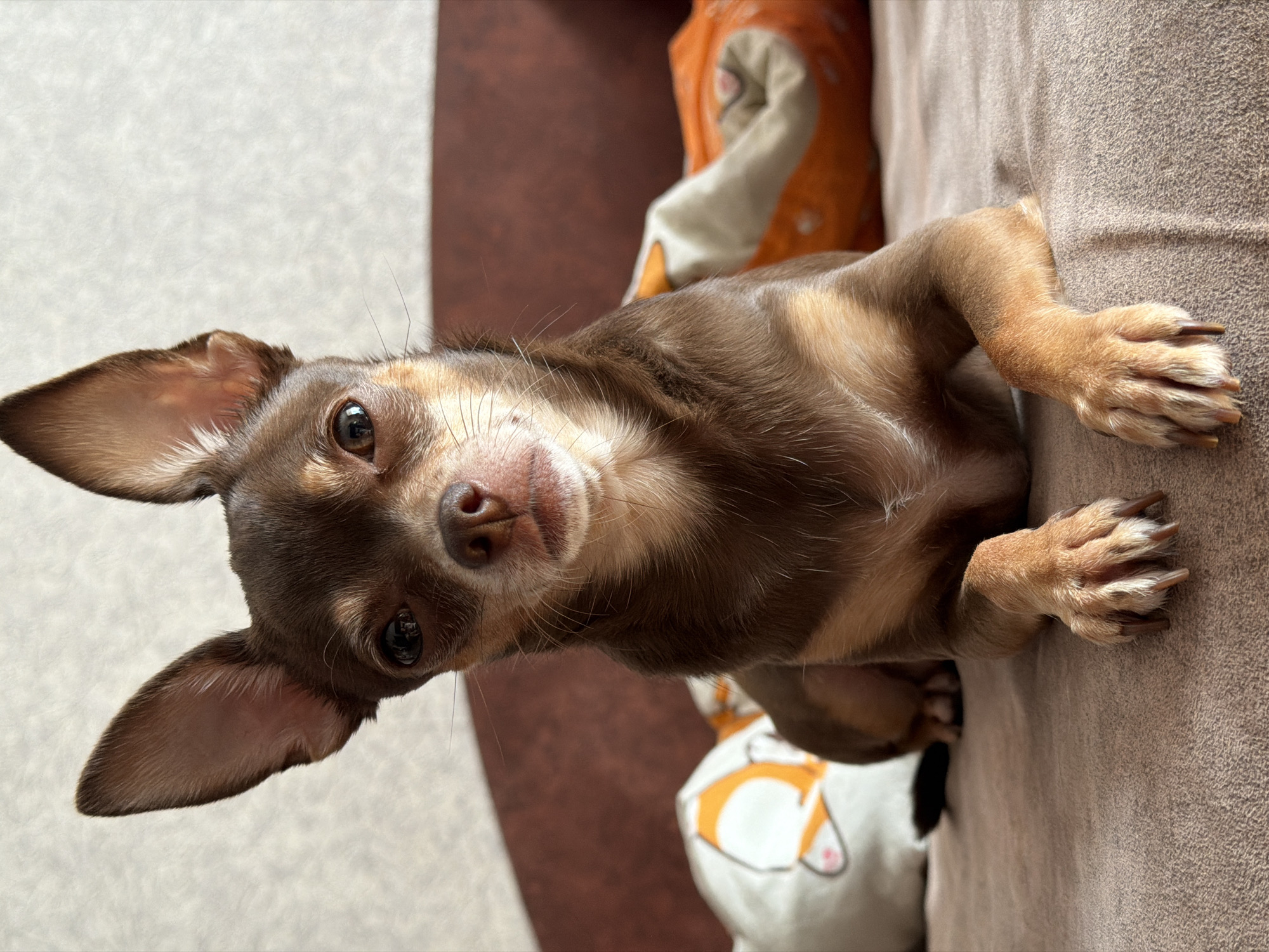 A close-up, eye-level shot features a small, brown and tan Chihuahua dog lying on a brown textured surface, which appears to be a sofa or bed. The dog is positioned centrally, facing forward with its front paws resting on the surface. Its large ears are perked up, and its dark eyes are looking directly at the camera. The background includes a blurred reddish-brown object, likely the back of the sofa, and to the left, a white pillow with an orange fox design. To the right, an orange and white pillow or cushion is partially visible. The lighting suggests an indoor environment. The location is unknown, Unknown.
