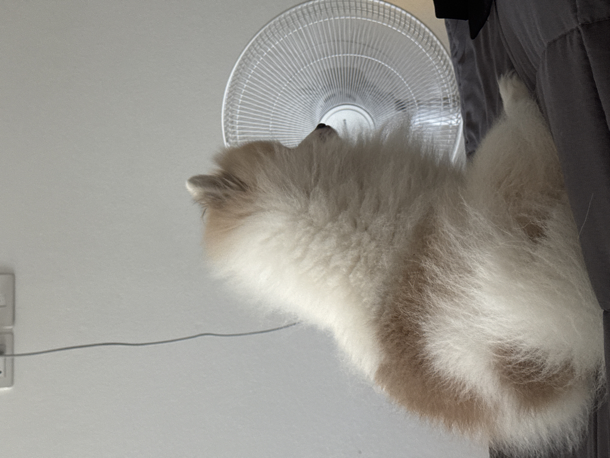 A fluffy Pomeranian dog with light brown and white fur sits facing right, its back to the camera. The dog is positioned on a dark gray comforter. Behind the dog, a white electric fan with a metal grille is visible. To the far right, a portion of a black object, possibly a hat, is also on the comforter. The background consists of a plain, light gray wall with an electrical outlet and a gray wire hanging down. The scene appears to be indoors, likely in a bedroom, in a residential setting.