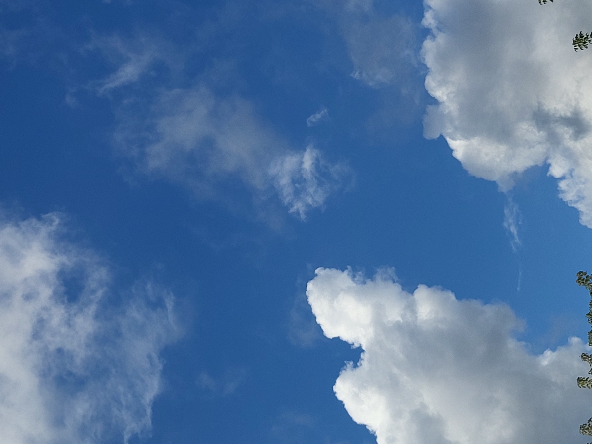 The image is a medium shot of a bright blue sky with scattered white cumulus clouds. In the foreground, the tops of green trees are visible at the bottom of the frame. The image depicts a clear sky on a sunny day, with no people or specific landmarks identifiable within Jelgava, Latvia. The clouds are varied in size and density, with some appearing wispy and others more substantial.