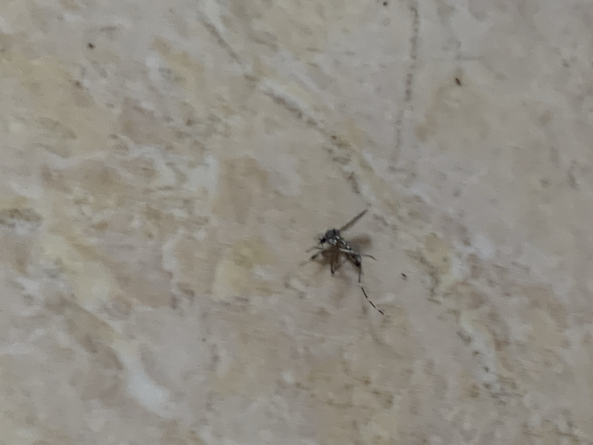 The image displays a single mosquito resting on a light-colored, patterned surface, likely an indoor wall or tiled floor in Santa Ana, Venezuela. The mosquito is positioned slightly to the right of the frame's center. It exhibits distinct dark and light banding patterns on its body and legs, characteristic of certain mosquito species. Its slender legs are visible, and an elongated posterior segment of its abdomen extends downwards.
The background surface is a mottled beige and cream color, interspersed with irregular, darker vein-like patterns, suggesting a material like marble, granite, or patterned ceramic tile. The lighting appears to be ambient indoor light. The mosquito is stationary, indicating it is at rest. There are no other visible subjects, objects, or any text in the image.
