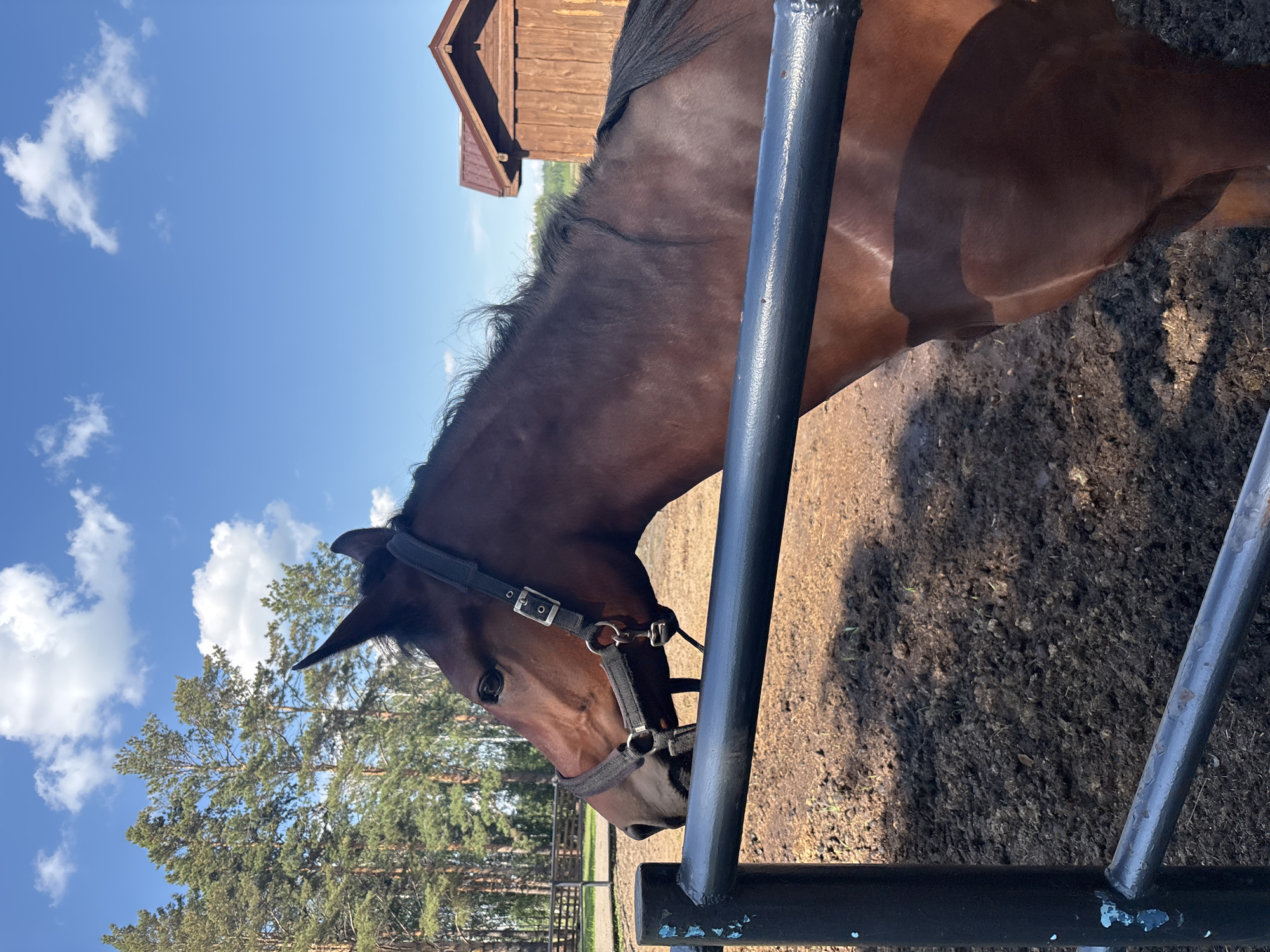 A brown horse with a black halter stands in a muddy enclosure. The horse's head is turned to the left, and its mane is partially visible. In the background, there are pine trees and a wooden building with a red roof, characteristic of rural settings like the village of Startsevo, Russia. A black metal fence runs across the foreground, partially obscuring the horse. The sky is blue with scattered white clouds. The ground is covered in dark, wet mud.
