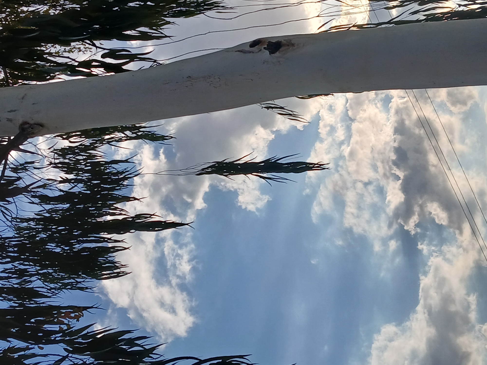 This vertically oriented photograph captures an upward view of a natural landscape, likely in Ciudad Guayana, Venezuela. A prominent, thick tree trunk with smooth, pale, almost white bark extends horizontally across the central and upper portions of the frame. Several dark, irregularly shaped areas, possibly knots or holes, are visible on the trunk.
Around and behind the trunk, dense clusters of long, slender, dark green leaves are silhouetted against a bright, partly cloudy sky. These leaves exhibit the characteristic elongated shape often associated with eucalyptus trees. The sky is a vibrant blue, interspersed with fluffy white and grey cumulus clouds, indicating a dynamic weather pattern. A strong, bright light source, likely the sun, is partially obscured by the tree trunk in the upper right, creating a halo effect and suggesting bright daylight.
In the upper right corner of the sky, thin power lines are visible, stretching diagonally across the frame. There are no people or specific activities depicted, focusing the scene entirely on the interplay between the tree, sky, and subtle elements of infrastructure. The time of day appears to be bright daytime with partial cloud cover. No visible text is present in the image.
