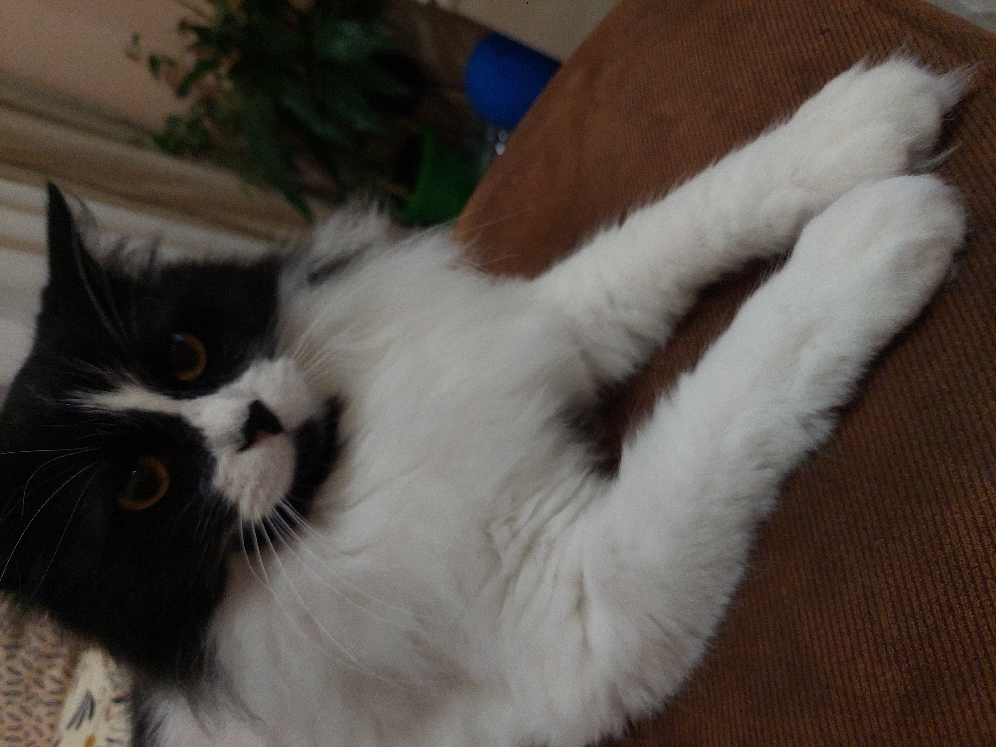 A medium-shot depicts a black and white cat lying on a brown upholstered surface. The cat is positioned facing the camera, with its head tilted slightly to the left. The cat has a black patch covering its left eye and ear, while the rest of its face is white with a small black nose. The cat's eyes are visible and appear to be amber in color. It has long white whiskers. The cat's front paws are extended and resting on the brown surface. The background includes a houseplant visible in the upper left corner of the image. There are no identifiable landmarks indicating this photo was taken in Plovdiv, Bulgaria. No people are visible in the image.