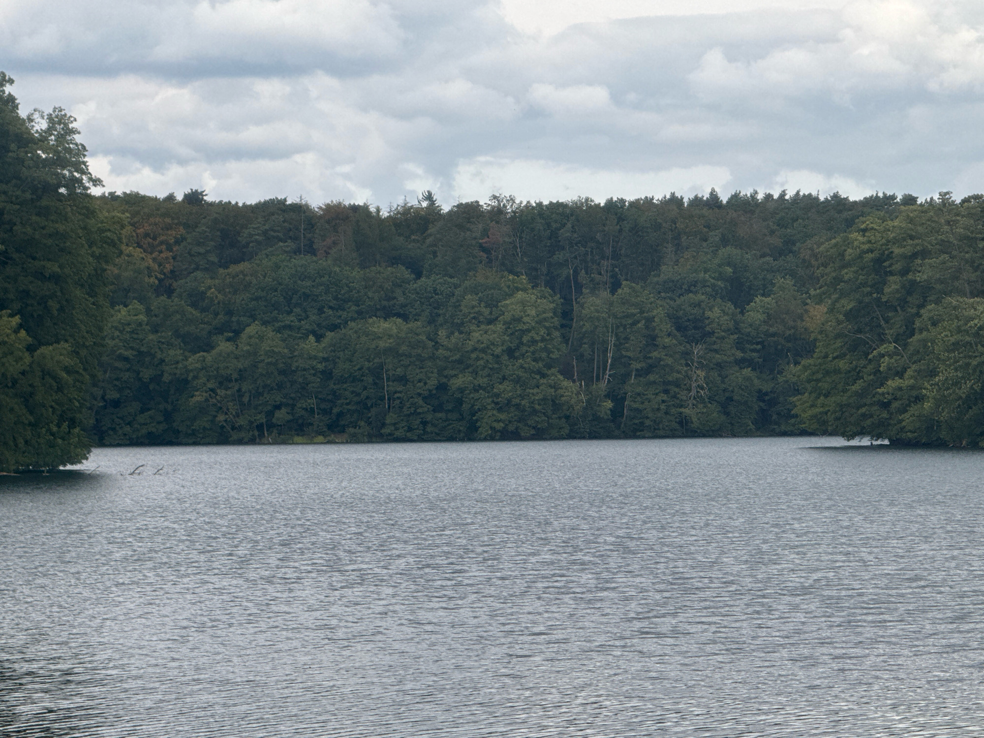 The image shows a wide, calm lake with a shoreline of dense, green trees under a cloudy sky. The water is a muted grey, with small ripples reflecting the overcast light. The treeline is a solid mass of varied green foliage, with some hints of autumnal color appearing as reddish-brown patches. The sky is filled with a uniform layer of grey clouds, obscuring any direct sunlight. In the water near the left edge of the frame, several small, dark objects, possibly driftwood or dead branches, are visible just breaking the surface. The scene appears tranquil and natural. The location is Łagów, Poland.