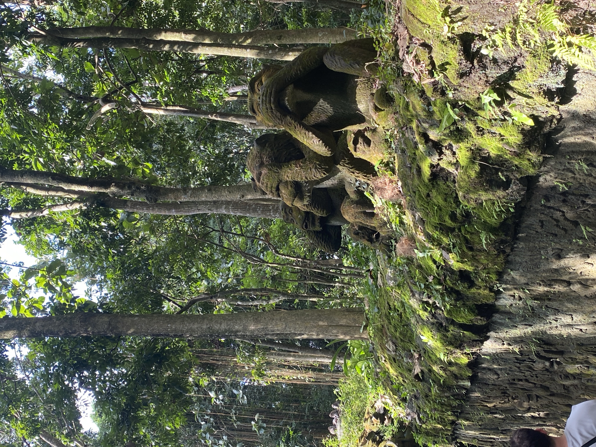 The image captures a scene in Ubud District, Indonesia, within a forest or park setting. Towering trees dominate the landscape, their trunks visible in the midground and upper left of the frame, extending upwards towards a dense canopy of green leaves that partially obscures the sky. The lighting suggests daytime with dappled sunlight filtering through the foliage.
On the right side of the image, a weathered stone structure or sculpture is covered with lush green moss and various plant life. The texture of the stone is rough and appears to be aged, with intricate carvings visible, possibly depicting faces or figures. This structure seems to be integrated into the natural environment.
The image is oriented in a rotated manner, the visual foreground is at the bottom right corner of the image and the background is at the top of the image. The composition suggests a combination of natural elements and man-made creations in harmony within this Indonesian landscape.