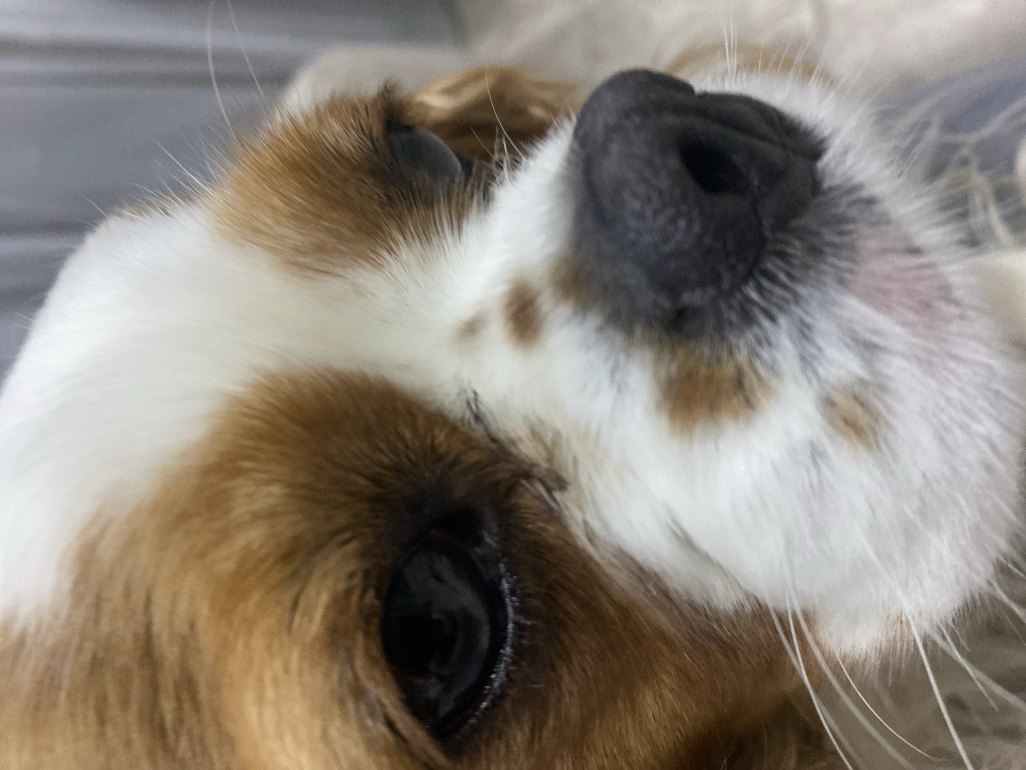 A close-up, low-angle, eye-level shot shows the face of a Cavalier King Charles Spaniel. The dog's fur is predominantly white with patches of reddish-brown, particularly around the eyes and on the head. Its dark, expressive eye is visible on the left side of the frame, reflecting some light. To the right of the eye, a black nose with visible texture and some fine hairs around it dominates the lower portion of the image. The dog appears to be resting or looking downwards, with its head tilted slightly. The background is softly blurred and appears to be a neutral, textured surface, possibly a wall or fabric. The overall lighting is soft and diffused, highlighting the textures of the dog's fur and nose.