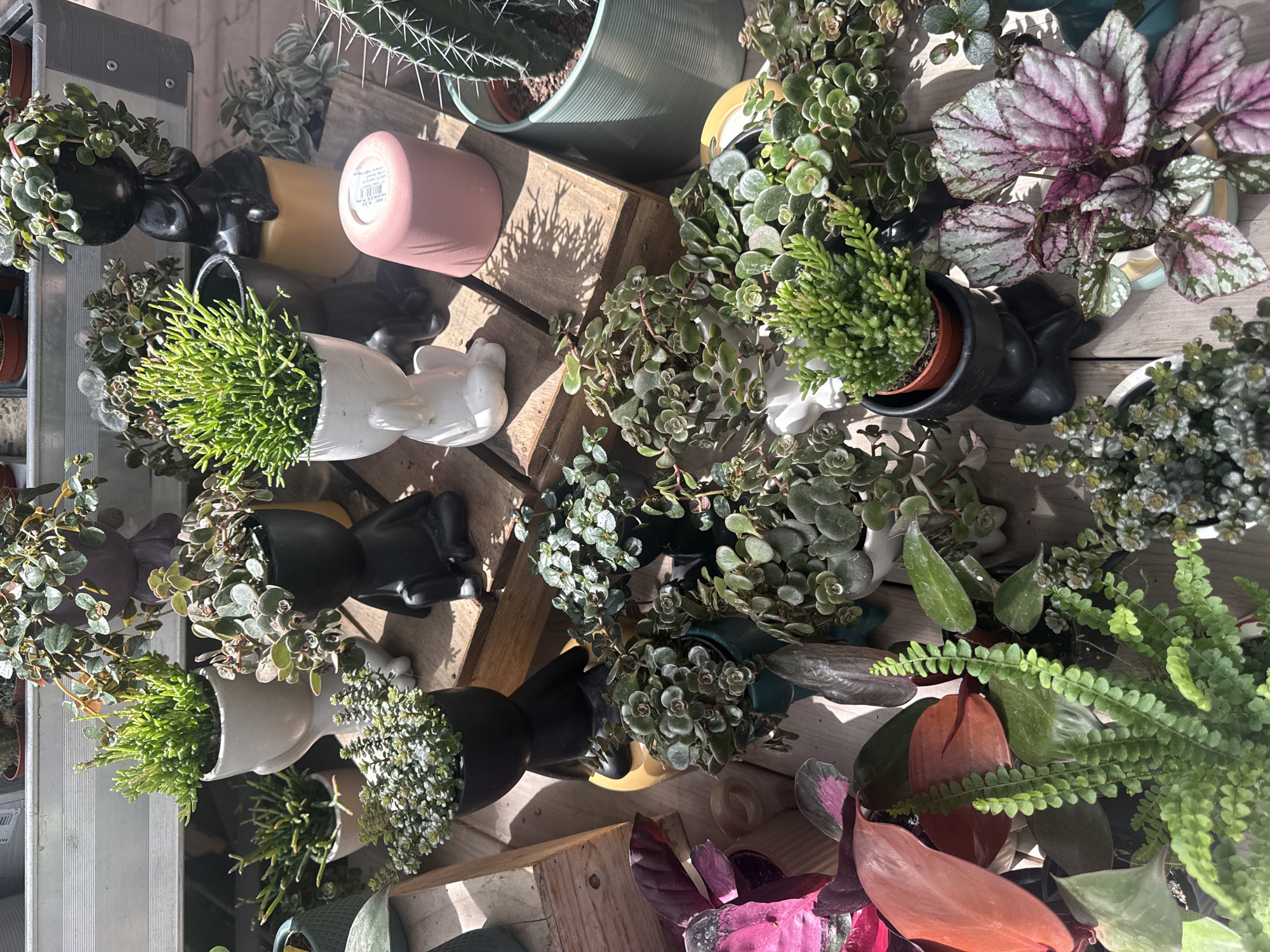 The image depicts a close-up, overhead view of a variety of potted plants displayed on a wooden surface. The plants include succulents, a fern, a cactus, and other leafy green varieties. Several of the plants are housed in unique, stylized pots shaped like seated figures. Some pots are black, while others are white. There is also a pink cylindrical pot and a light blue ceramic pot visible. The scene is brightly lit, suggesting it is outdoors or in a well-lit indoor space. The focus is on the arrangement and diversity of the plants and their containers. No people are present in the image. The location is not specified as Fritzlar, Germany.