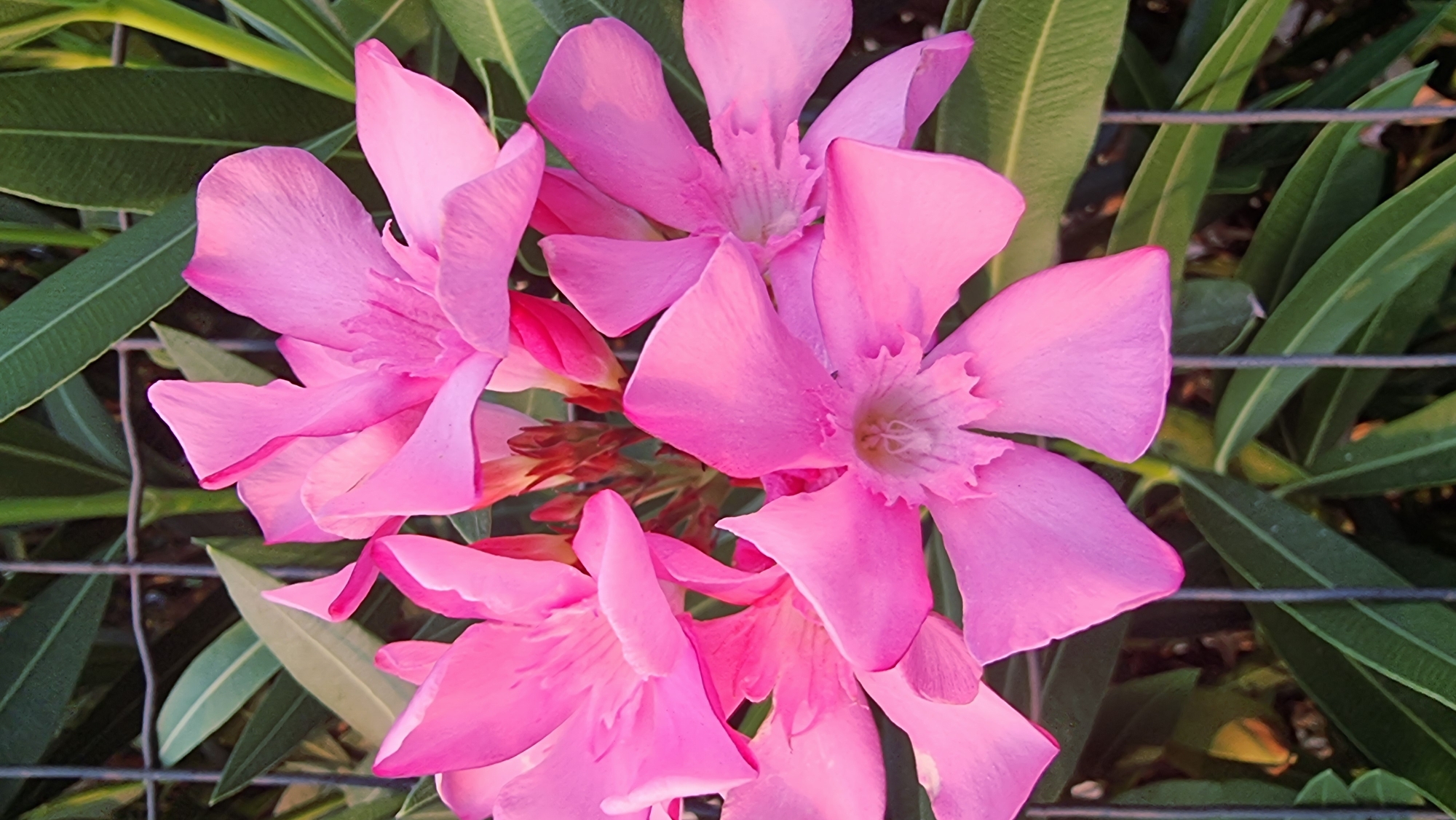 This is a close-up, vertical, eye-level shot of several bright pink oleander flowers in bloom, with dark green, lance-shaped leaves visible in the background. A grey metal grid or fence runs horizontally across the upper and lower portions of the image, partially obscuring the flowers and foliage. The flowers, which are the primary subject, exhibit five petals with ruffled edges and a delicate, light-colored center. The lighting suggests it is daytime, possibly late afternoon, given the soft illumination and shadows. There are no people visible in the image. The scene appears to be an outdoor garden or public space, likely in La Canya, Spain, given the context of the request. The overall impression is one of vibrant natural beauty contrasted with the geometric intrusion of the man-made fence.