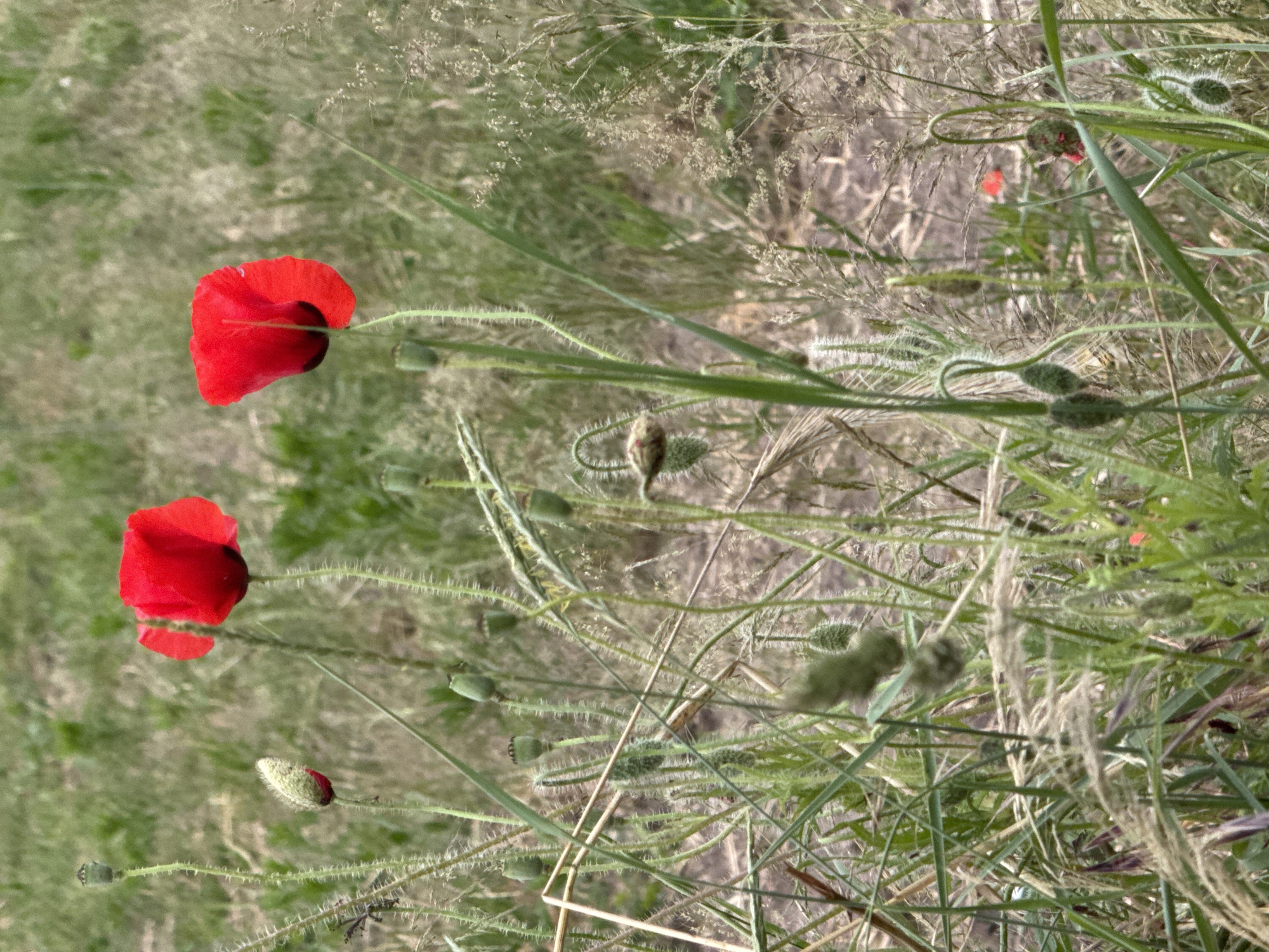 The image depicts a close-up view of a field of poppies in Bellheim, Germany. Two vibrant red poppies are prominently featured in the foreground, with delicate, hairy stems. Numerous seed pods, in various stages of development and covered in fine hairs, are scattered throughout the frame, along with other green foliage and dried grasses. The background is a soft blur of green and brown, suggesting a natural outdoor environment. No people or animals are visible in the image. The lighting appears to be natural daylight.