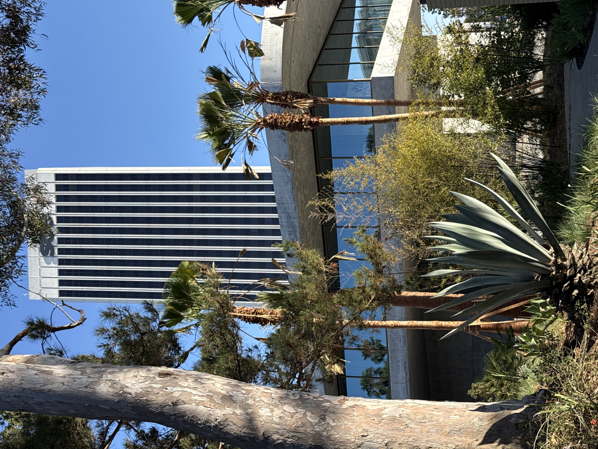 The image shows a modern building with a facade of vertical white fins and dark windows, set against a clear blue sky. In the foreground, a large agave plant and various other plants, including palm trees and bamboo, create a lush, green landscape. The building appears to be a corporate office or residential tower. The architectural style suggests it is located in a contemporary urban environment.
The building is likely located in Century City, Los Angeles, United States of America. This area is known for its concentration of high-rise office buildings and its modern architecture, often featuring large glass windows and sleek designs. The presence of palm trees and well-maintained landscaping further supports this identification. The image captures the building from a ground-level perspective, with the surrounding vegetation framing the structure. The lighting indicates it is daytime, with sunlight casting shadows and highlighting the textures of the plants and building.