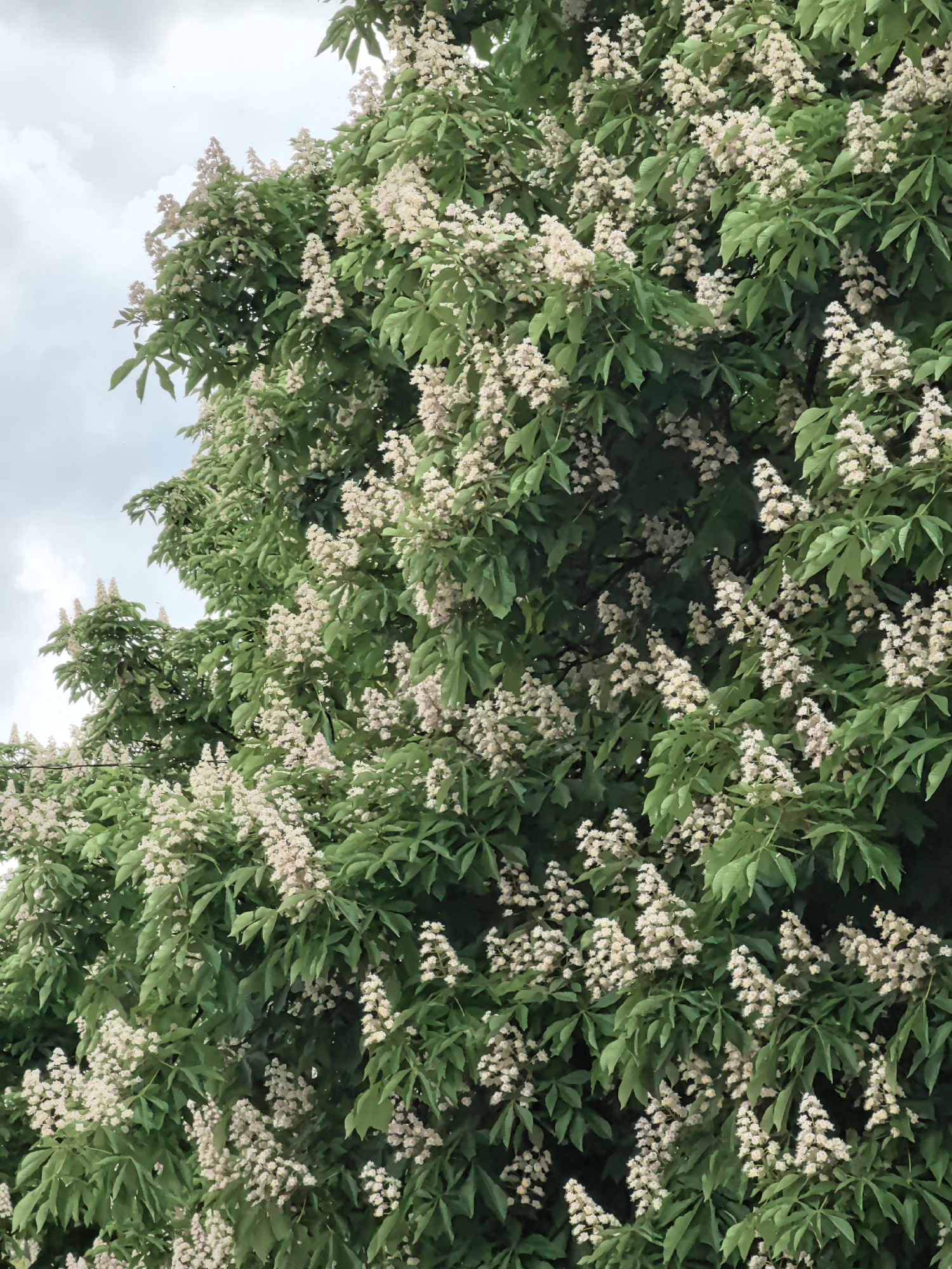 The image depicts a lush, flowering tree, possibly a Horse Chestnut, heavily laden with clusters of white blossoms against a backdrop of green leaves. The sky is visible in the upper left corner, appearing overcast with cloudy skies. While the prompt asks for a specific location (Stara Zagora, Bulgaria), there are no elements within the image to confirm this. Thus, the only identifiable details are the flowering tree and the cloudy sky.