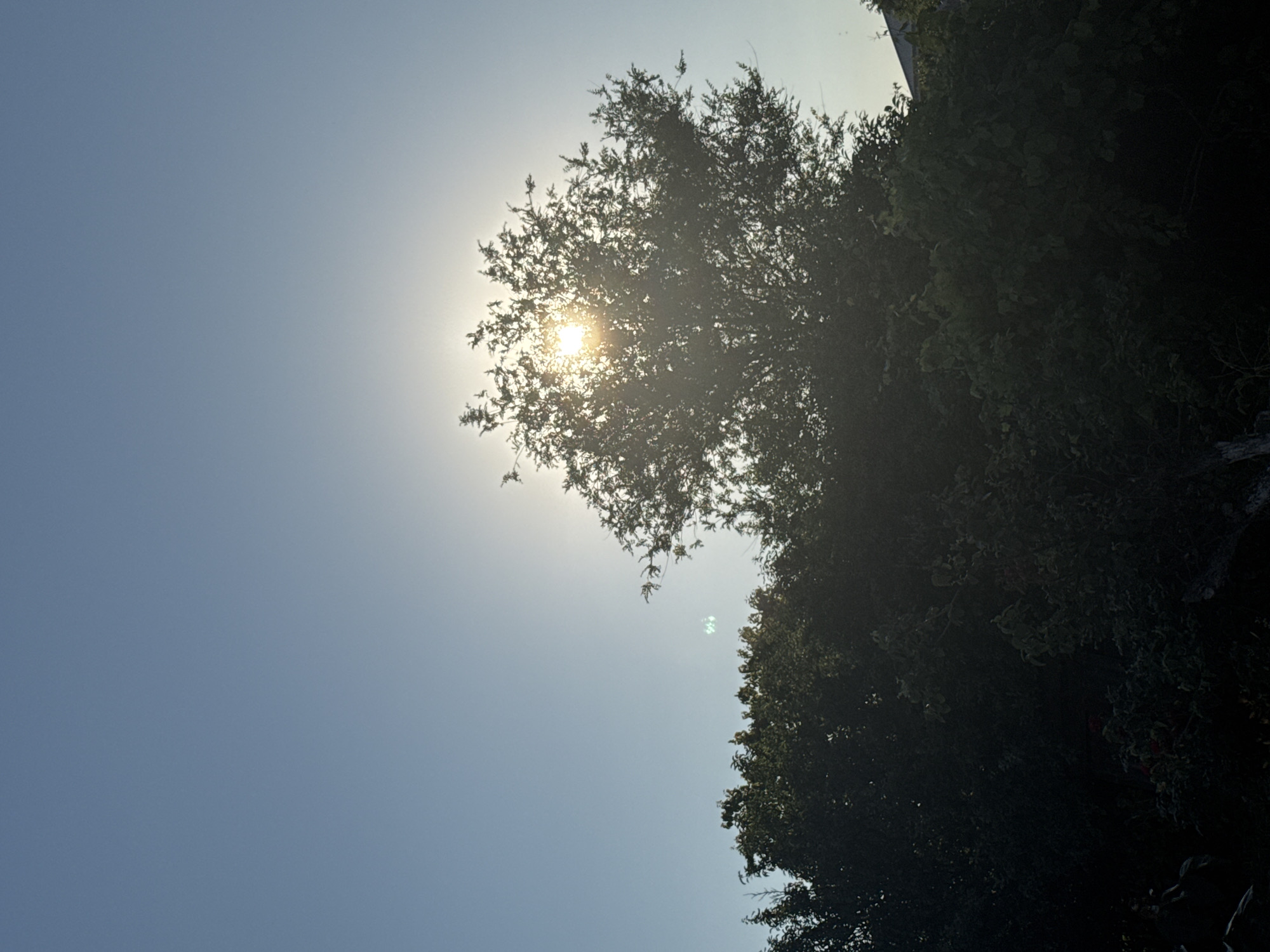 The image depicts a scene against a clear, pale blue sky, likely during a late afternoon or early morning. The sun is partially obscured by the dense foliage of a tree, creating a strong backlight effect. The sun's rays are visible, causing lens flare and making it difficult to discern fine details within the tree's canopy. To the left and extending towards the bottom of the frame are darker, denser masses of trees and foliage, forming a thick, shadowy layer. In the far right of the image, a portion of a building with a sloped roof is faintly visible, its color suggesting it is either white or light-colored. There are no people or animals present in the image. The setting appears to be outdoors, in a semi-natural environment with significant tree cover.