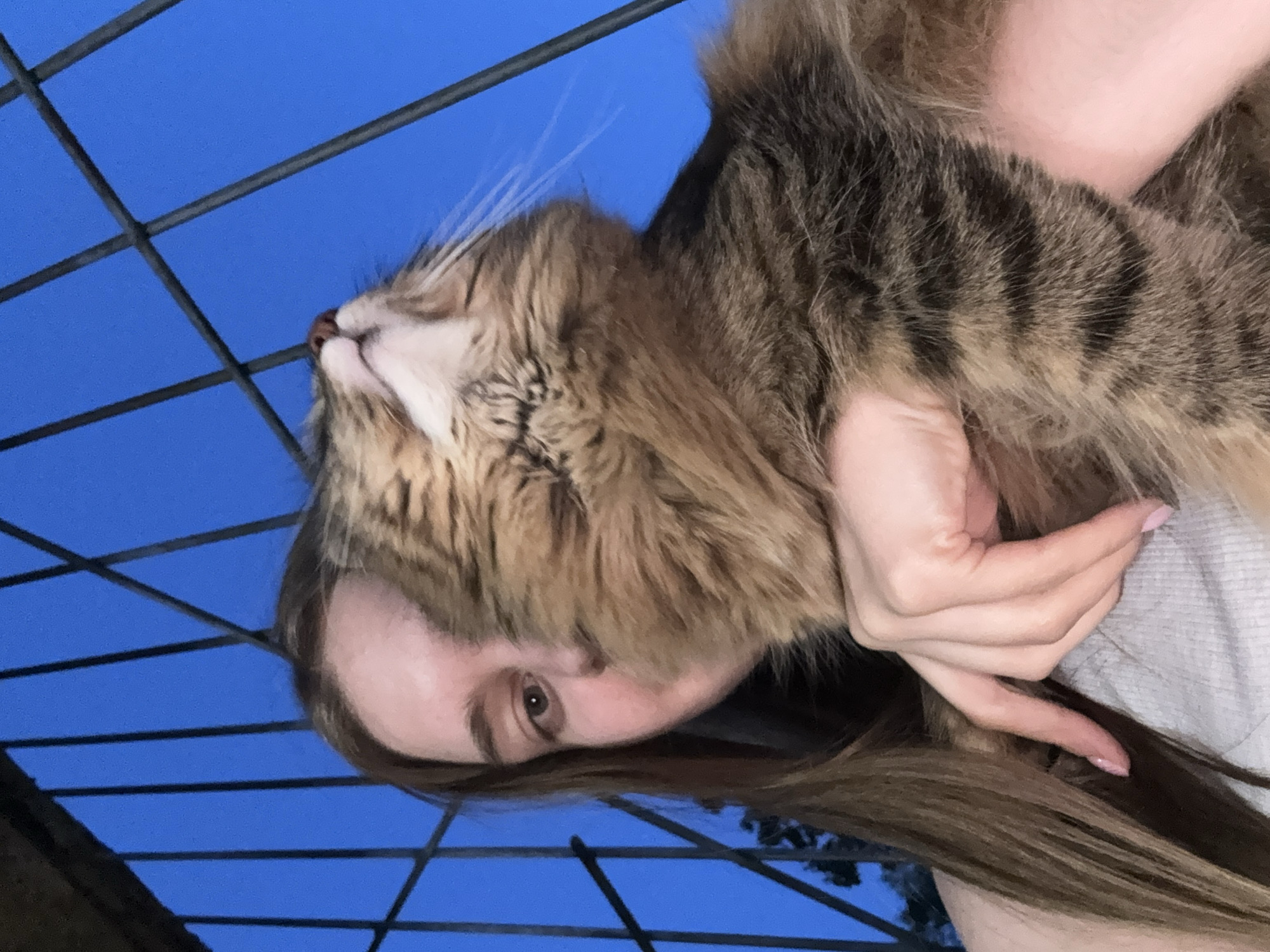 A person with long brown hair is holding a fluffy brown tabby cat. The person's face is partially obscured by the cat, but one eye is visible. The cat is positioned so its face is visible, with its eyes closed. In the background, there is a dark metal grid against a bright blue sky. The location is not discernible from the image and cannot be identified as Perm, Russia.