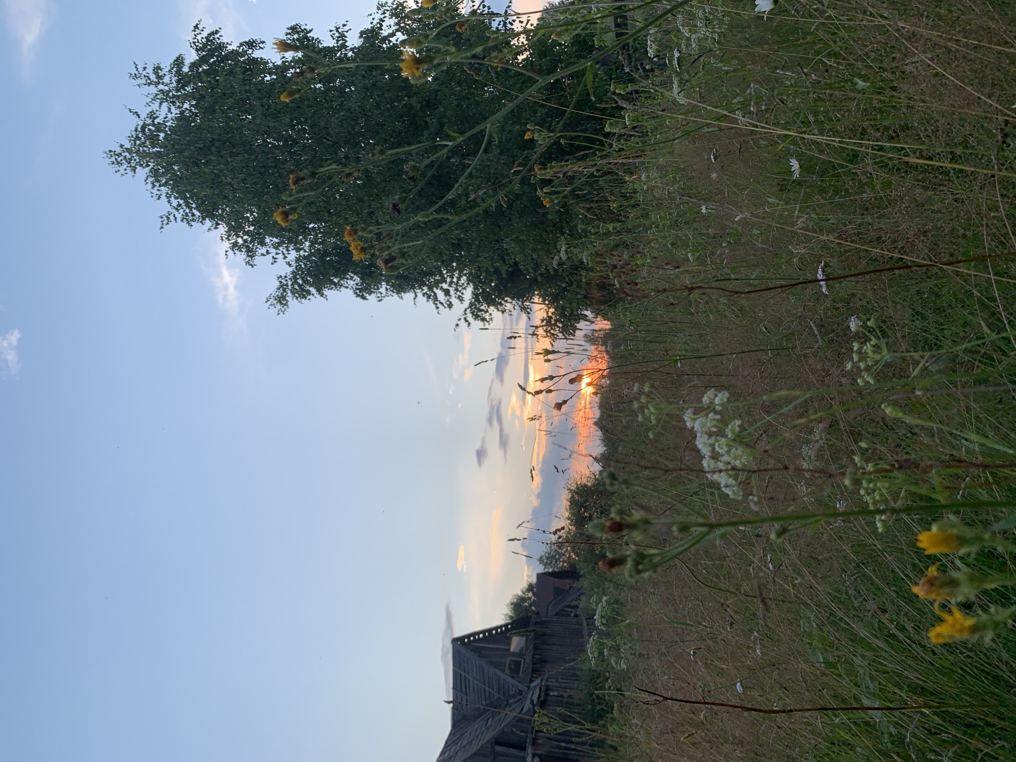 The image depicts an exterior view of a rural setting at dusk. In the foreground, tall, dry grasses and wildflowers, including yellow-flowered plants and small white blossoms, are visible. A large, leafy green tree stands prominently on the right side of the frame, its branches reaching towards the sky. To the left, an old, weathered wooden structure, possibly a barn or house, with a steeply pitched roof and dark wood siding, is partially obscured by vegetation. The sky above is a gradient of soft blues and oranges, with scattered clouds, suggesting the setting sun. The overall scene conveys a sense of rustic abandonment and natural overgrowth. The location is identified as Zasechnyi, Russia.