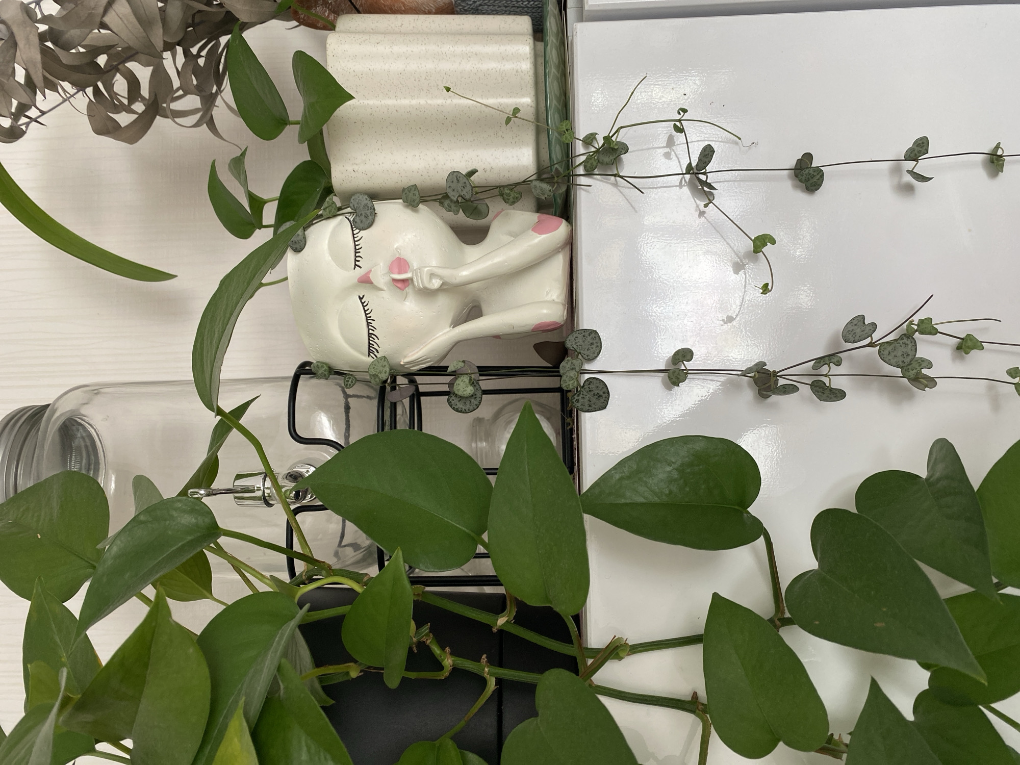 The image shows a close-up, overhead shot of a still life arrangement. A white, sleeping-figure-shaped planter sits atop a black wire shelf, adjacent to white rectangular tiles. Above the planter is a stack of white textured objects.
Strands of a trailing plant with small, heart-shaped, patterned leaves, possibly String of Hearts (Ceropegia woodii), drape across the top and right side of the frame, extending over the white tiles. Another trailing plant with larger, heart-shaped, solid green leaves, resembling a Pothos or Heartleaf Philodendron, is prominent at the bottom of the frame. A glass jar with a spigot sits next to the shelf, obscured by the green leaves. A cluster of dried leaves sits in the upper left corner.
The location is not discernible from the image and therefore the location in Izhevsk, Russia is unknown.