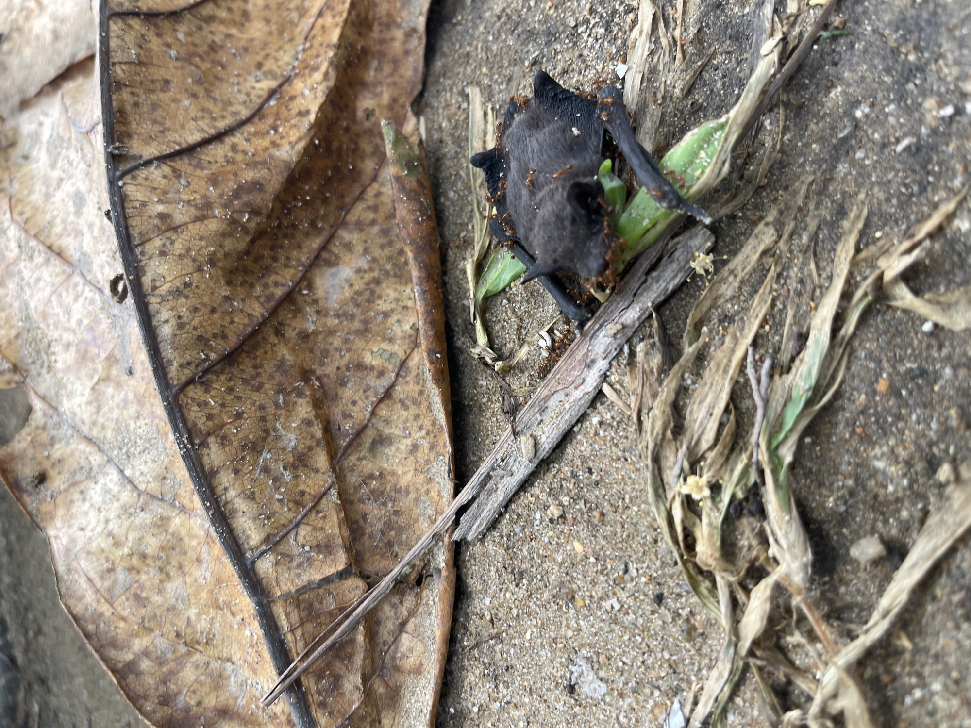 A dead, black bat lies on a sandy surface near a brown, dried leaf and other withered plant material. Red ants are visible on the bat's body. The location is Bac Nha Trang Ward, Vietnam.